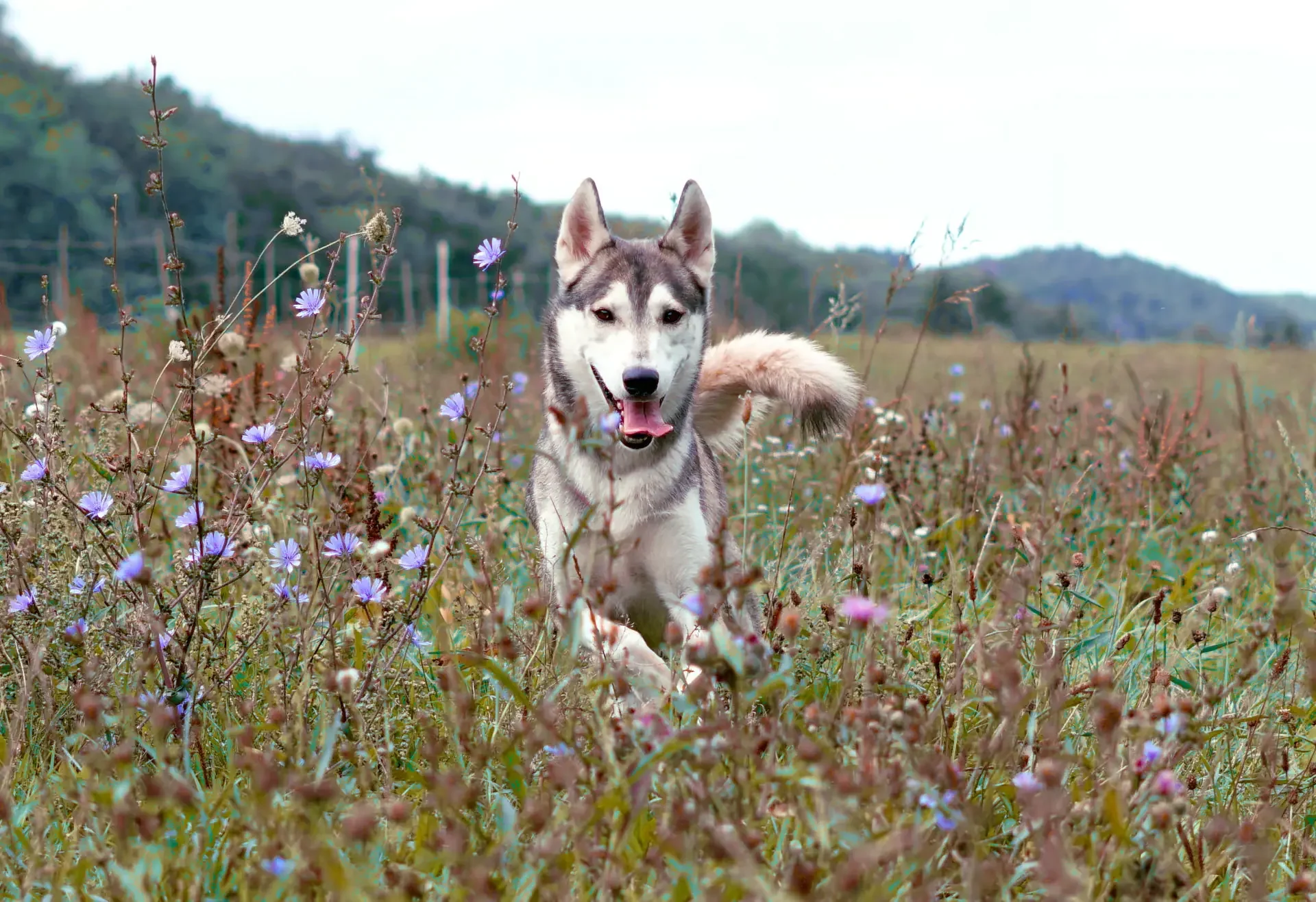 Jessica-Paulsen-husky-hike-hikewitheve.webp