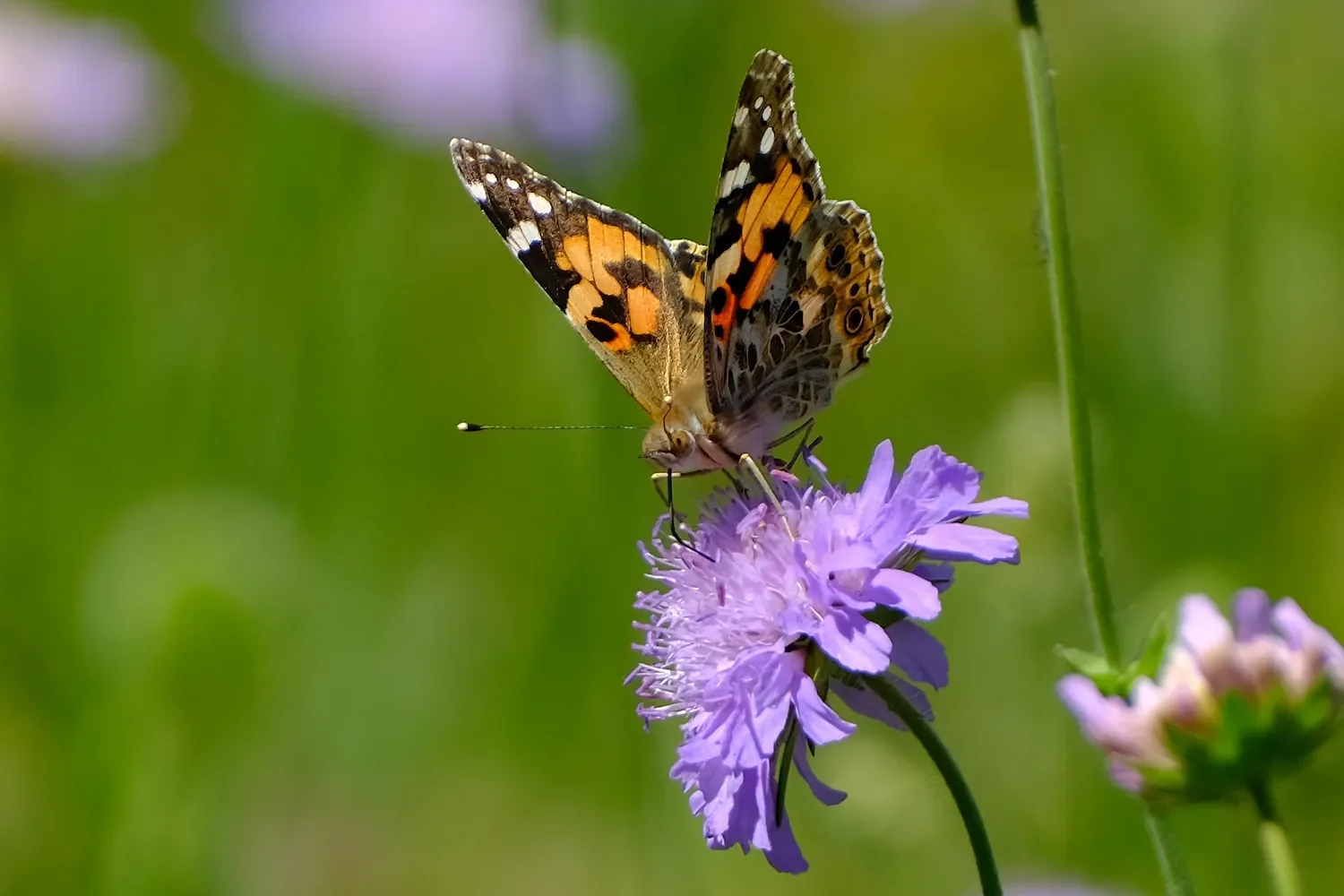 Wanderung mit Fotograf Haens Tobler