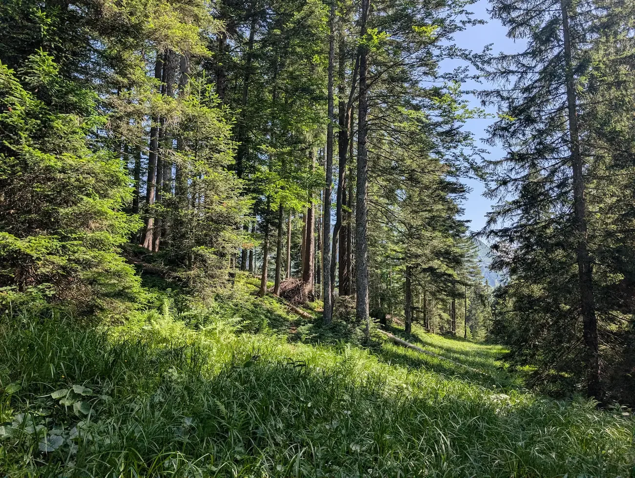 coaching-wanderung-hike-with-eve-schweizer-berge-alpstein.webp