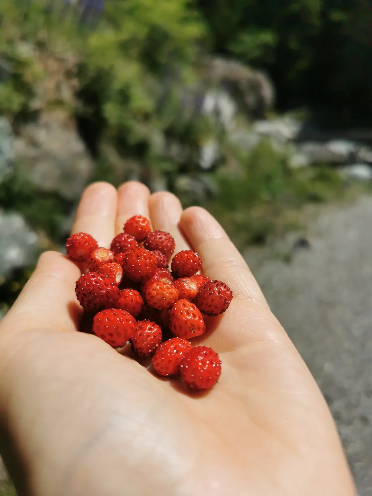 hike-with-eve-swiss-trail-guide-strawberries.webp