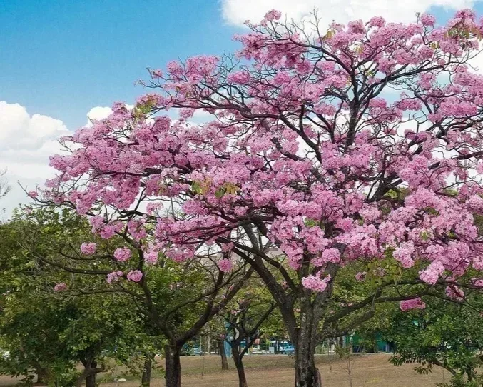 Maquilishuat Tree.