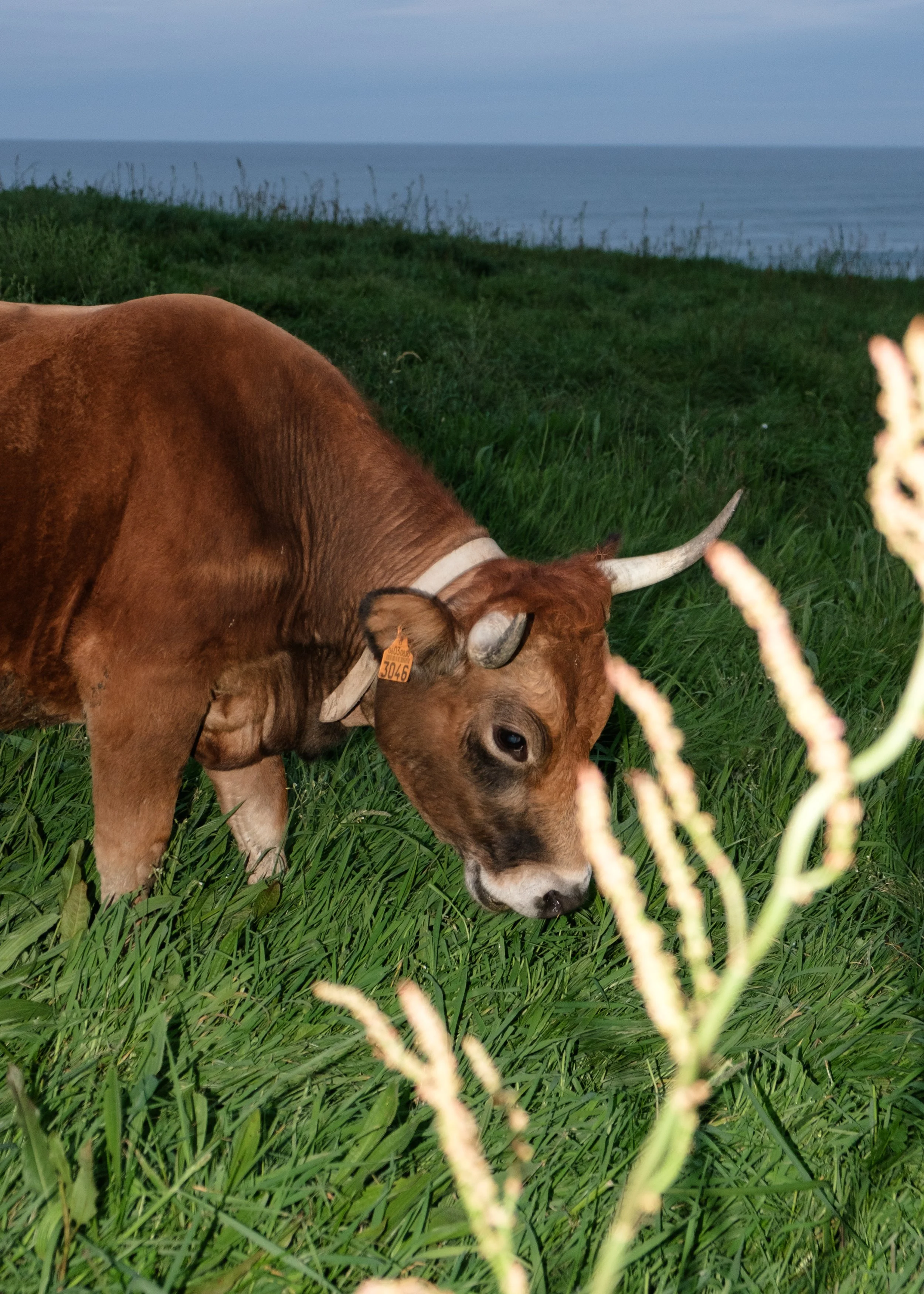 DSCF2685.jpg