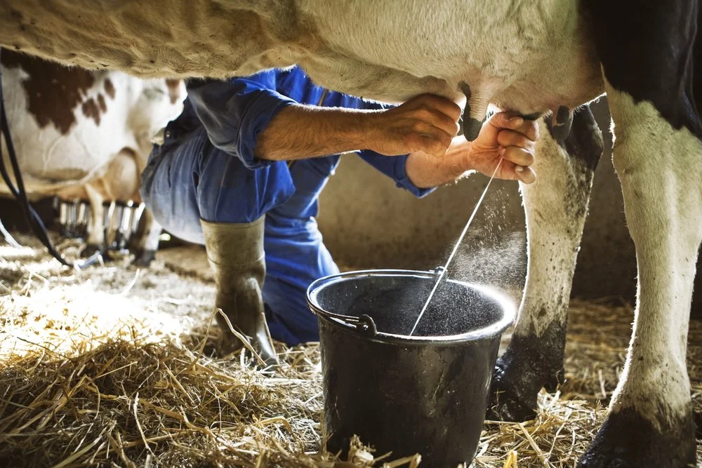 The Healing Power of Bovine Colostrum for Gut Health and Immunity