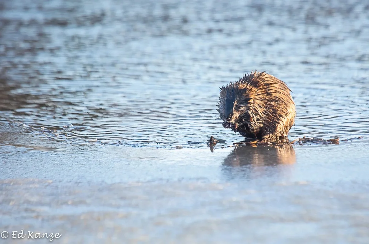 Muskratnibbling.jpg