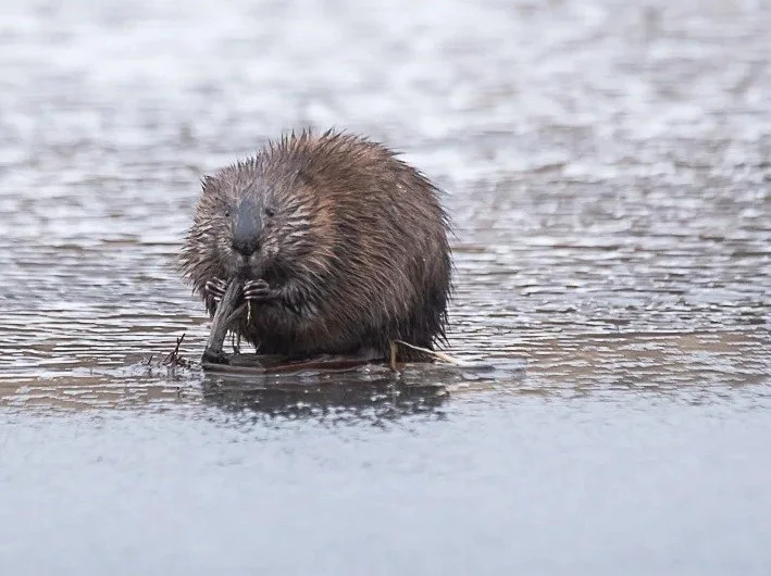 Mind on Muskrats