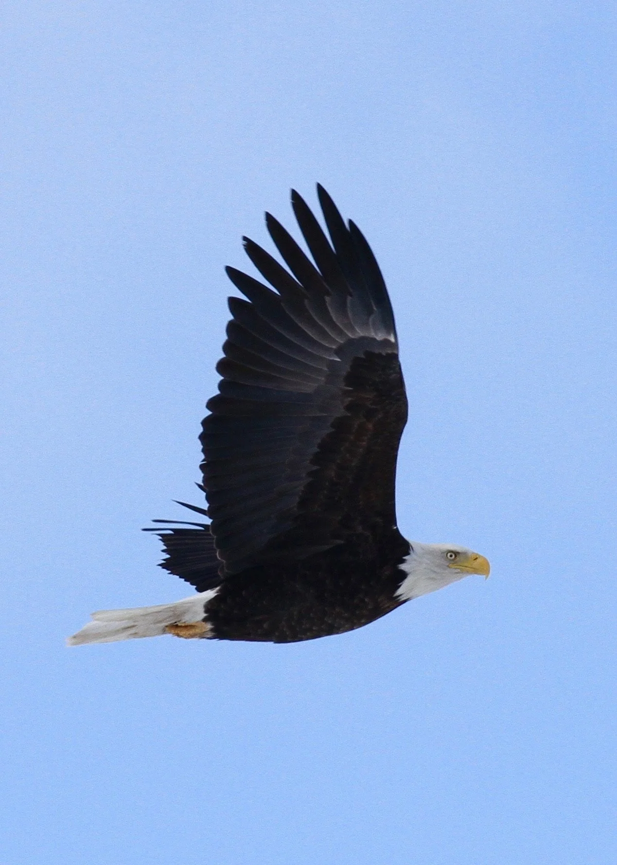Monthly Bird Monitoring Walk