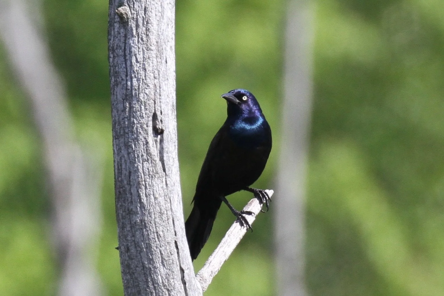 Monthly Bird Monitoring Walk