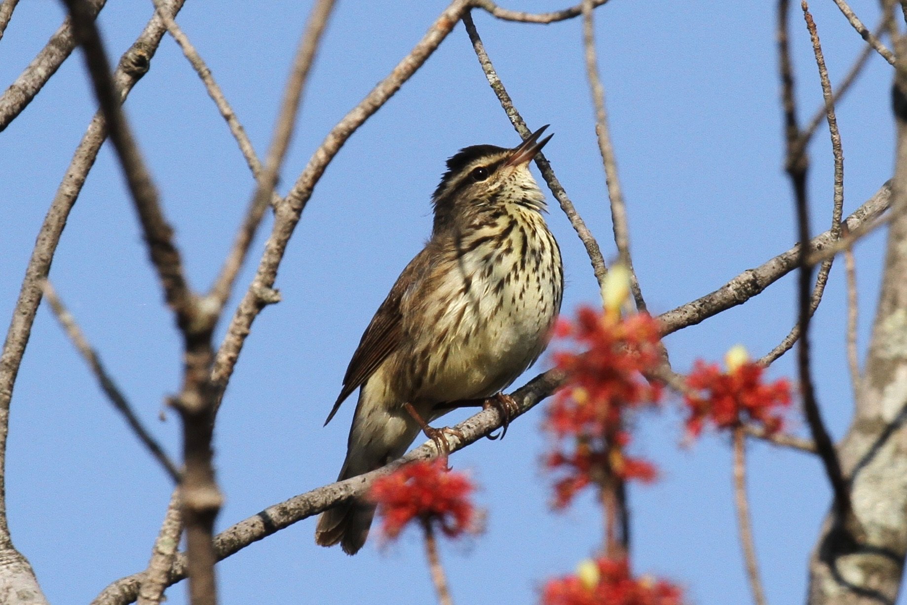 Monthly Bird Monitoring Walk