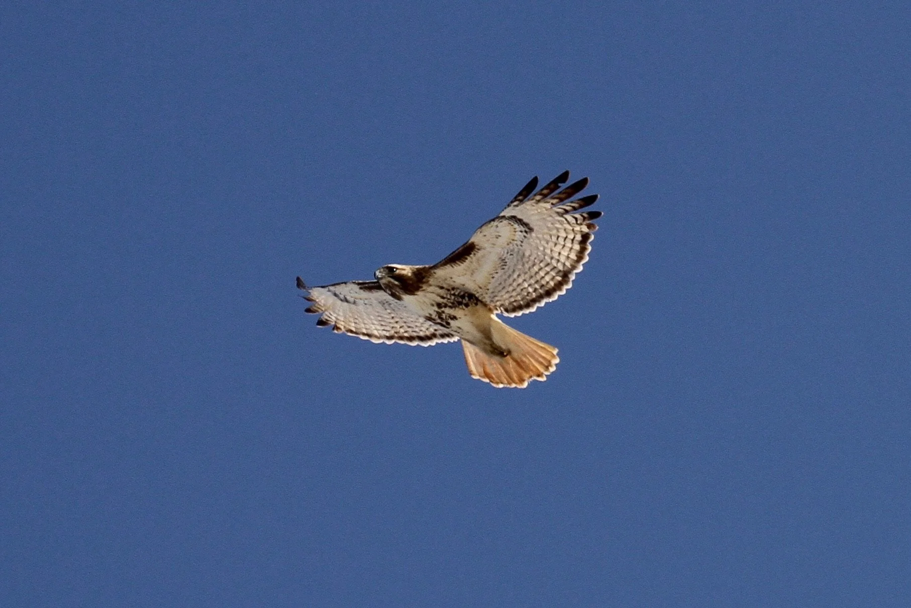 Monthly Bird Monitoring Walk