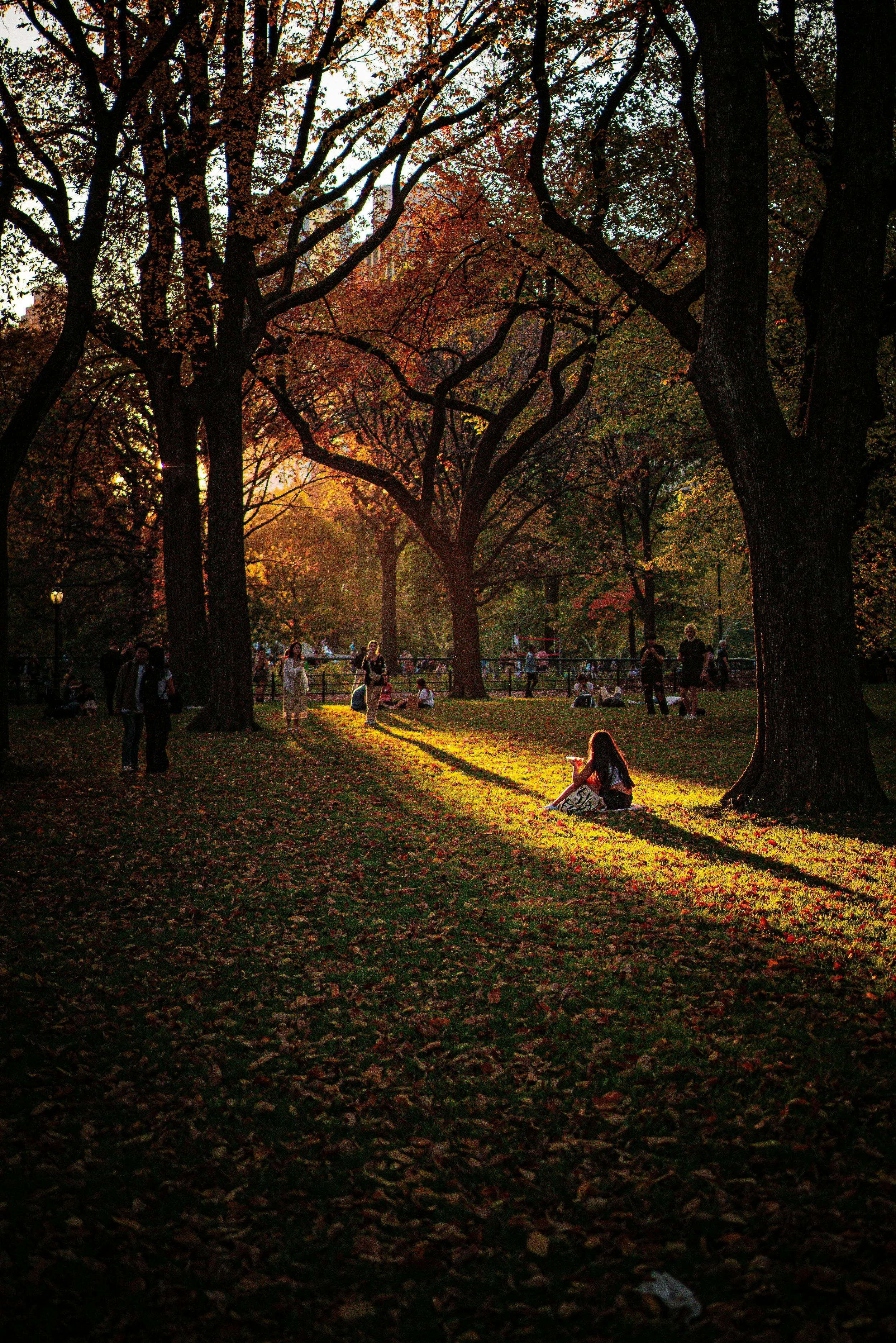 Audio Soundscape: A Walk Through Central Park