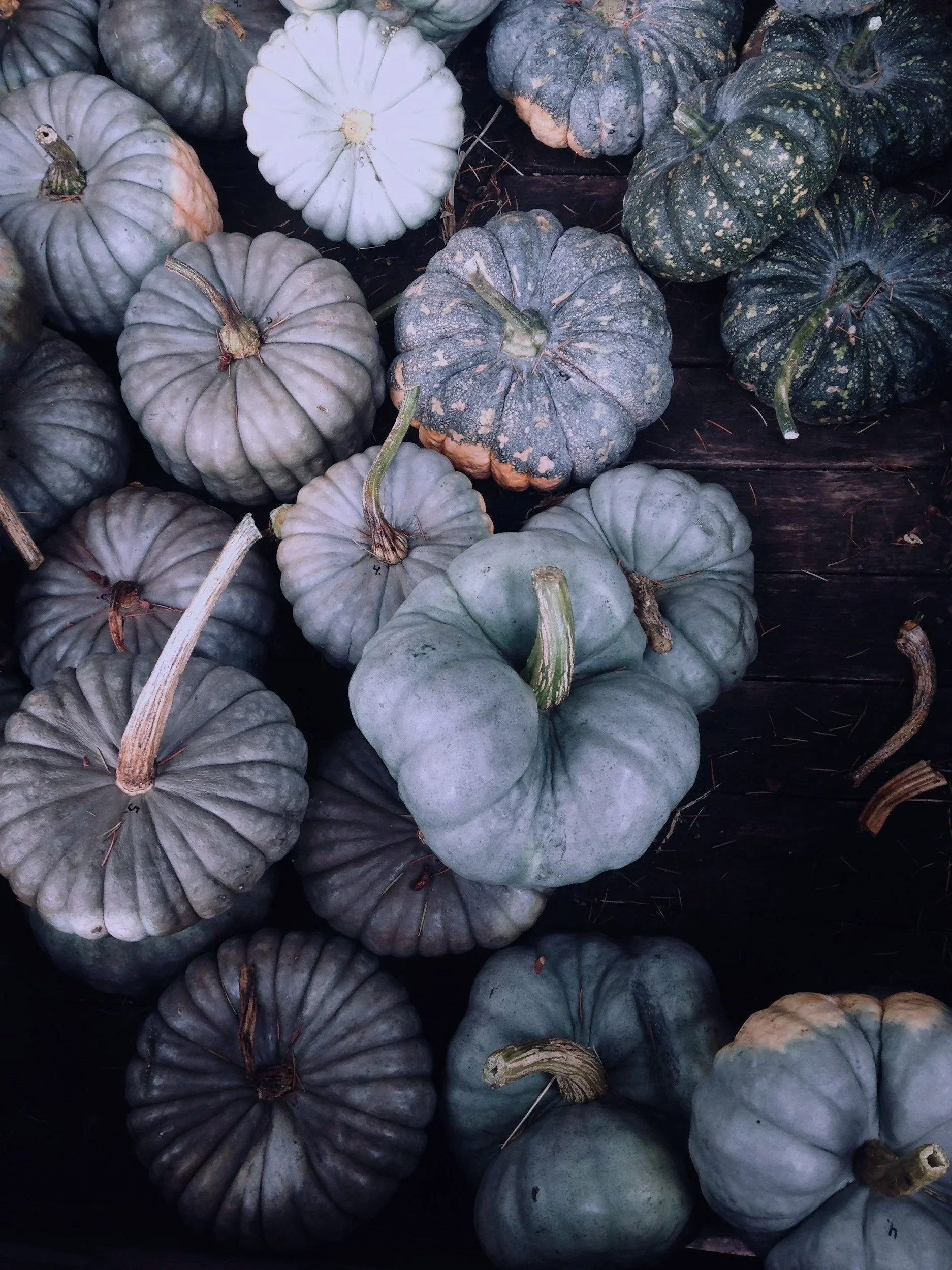 William Tyrrell Investigation #2: Peter Peter the Pumpkin Eater. 