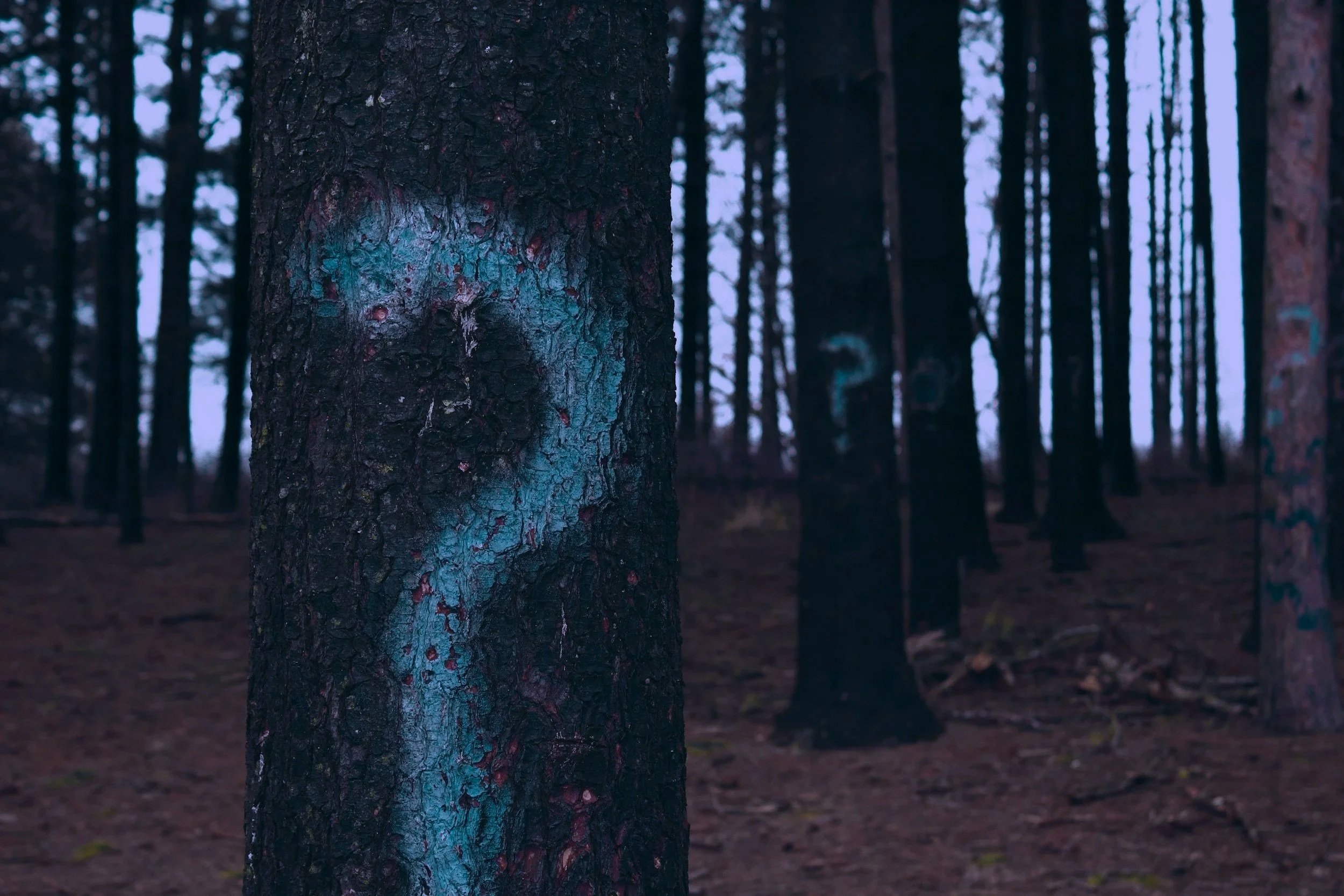 William Tyrrell Investigation #1: The Forest Edge and the Peeling White Tree