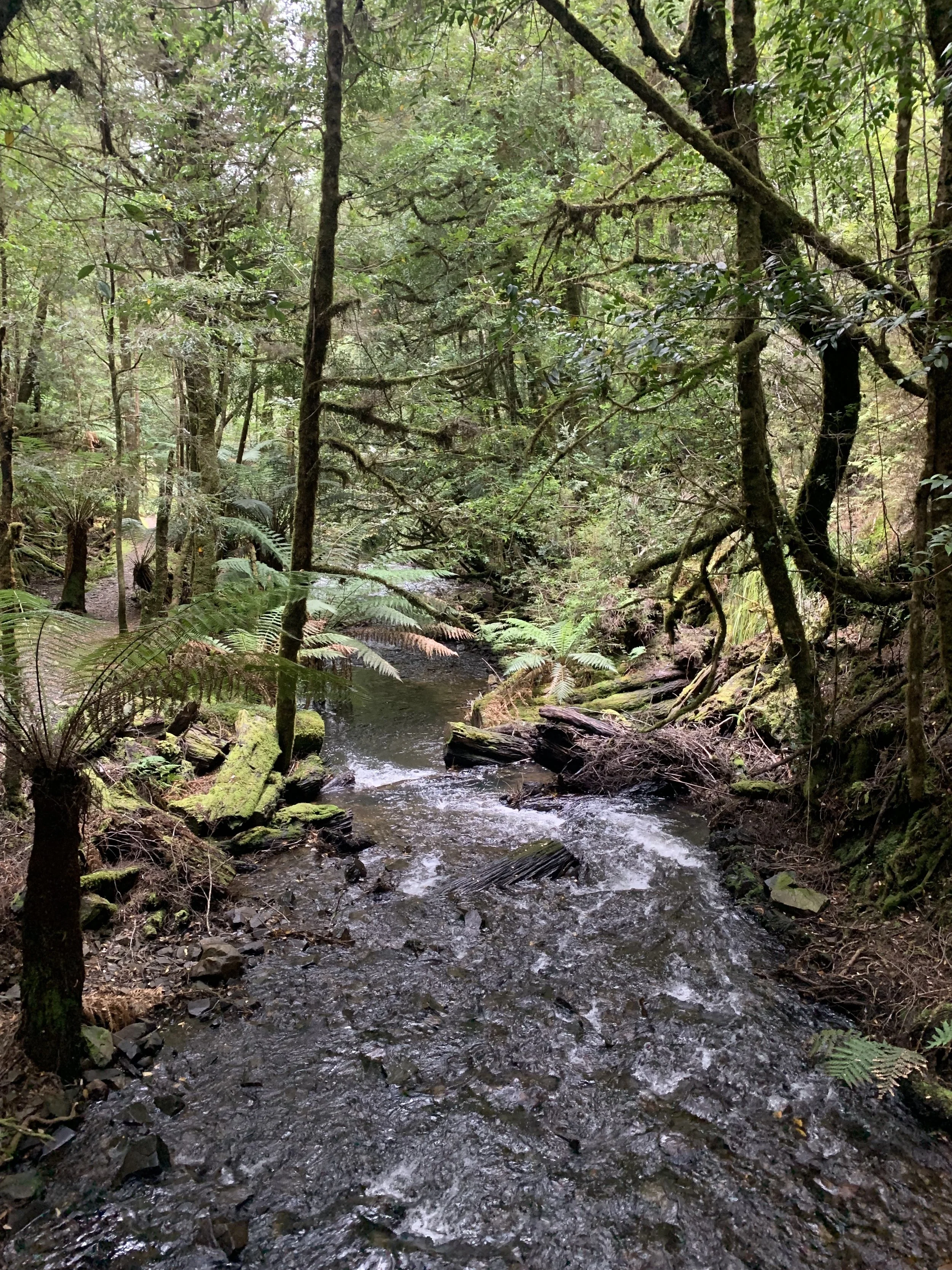 The Arthur River