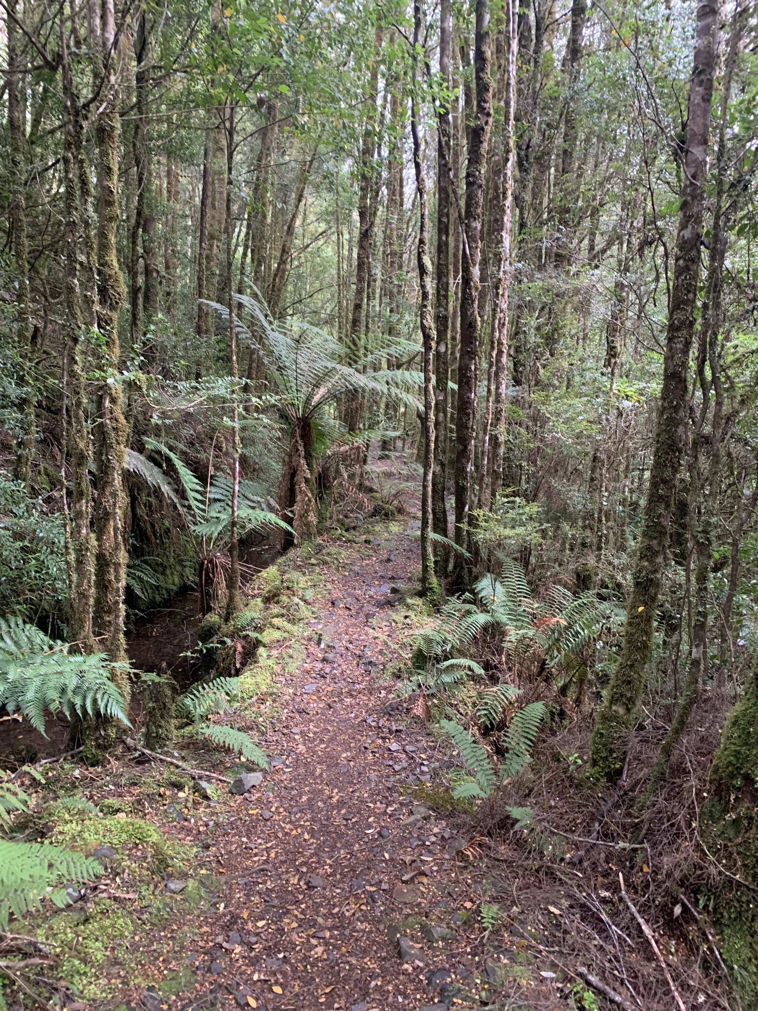 The trail deeper in before the falls