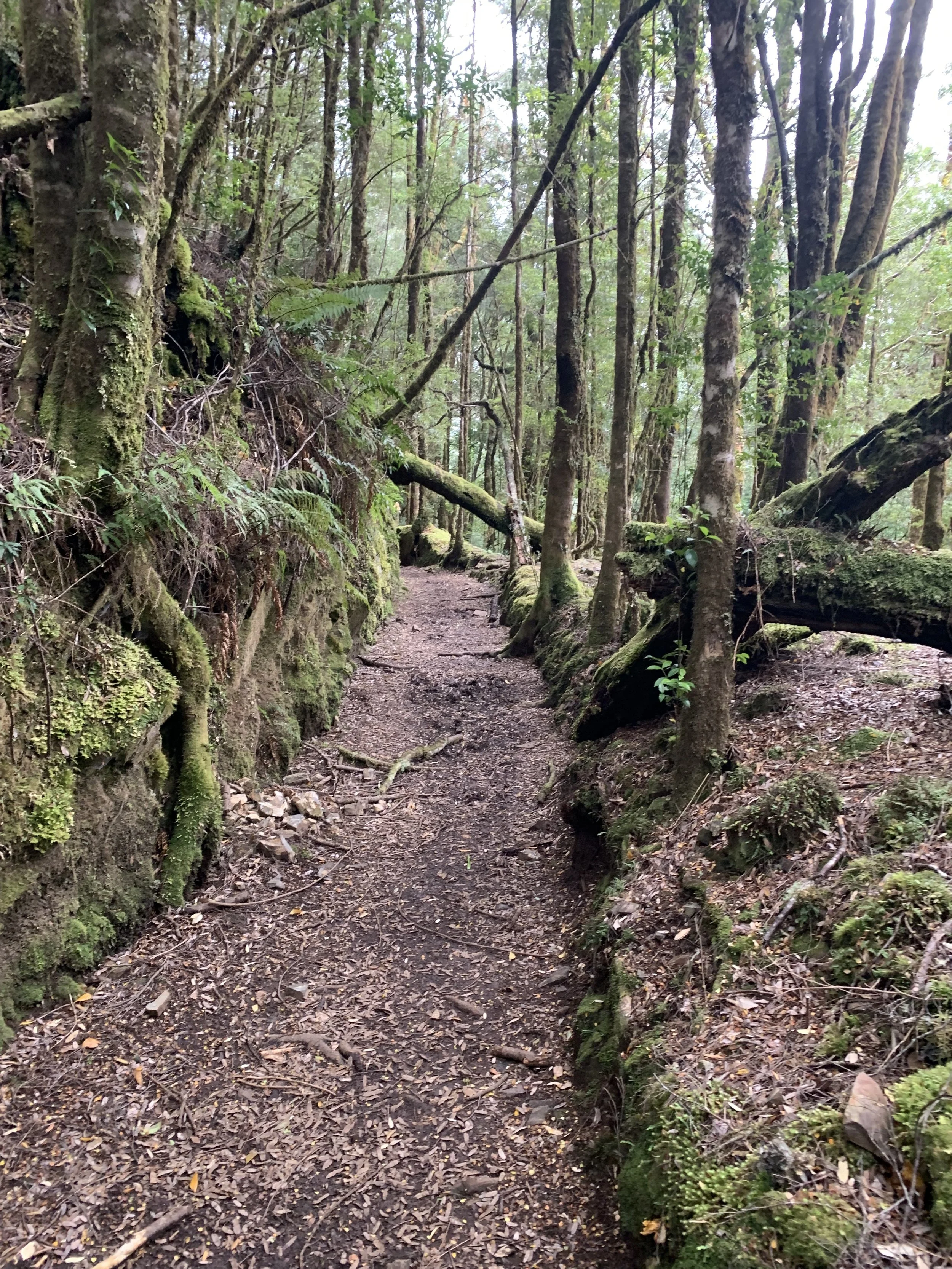 The water race trail before the falls