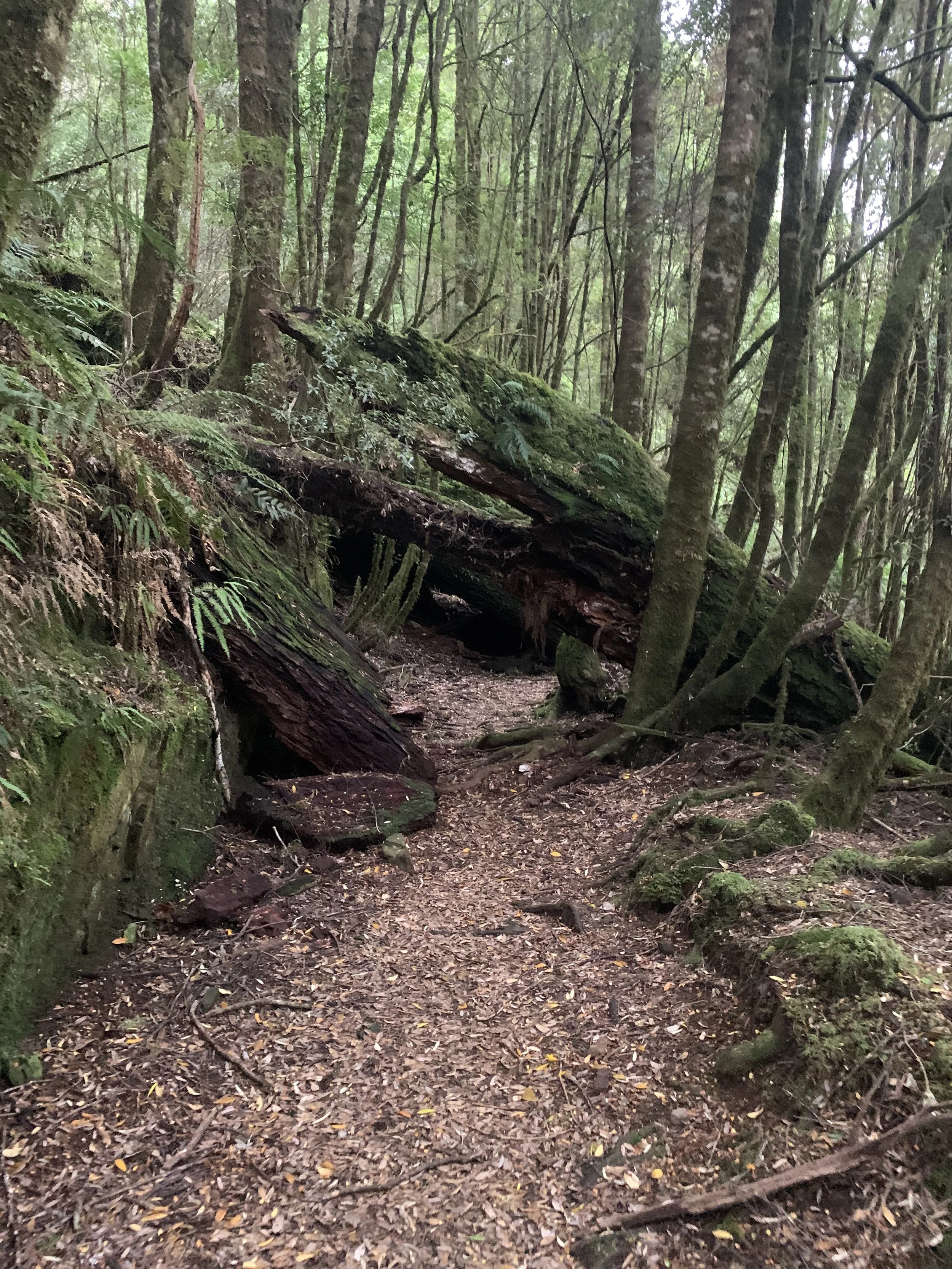 The trail beyond the falls