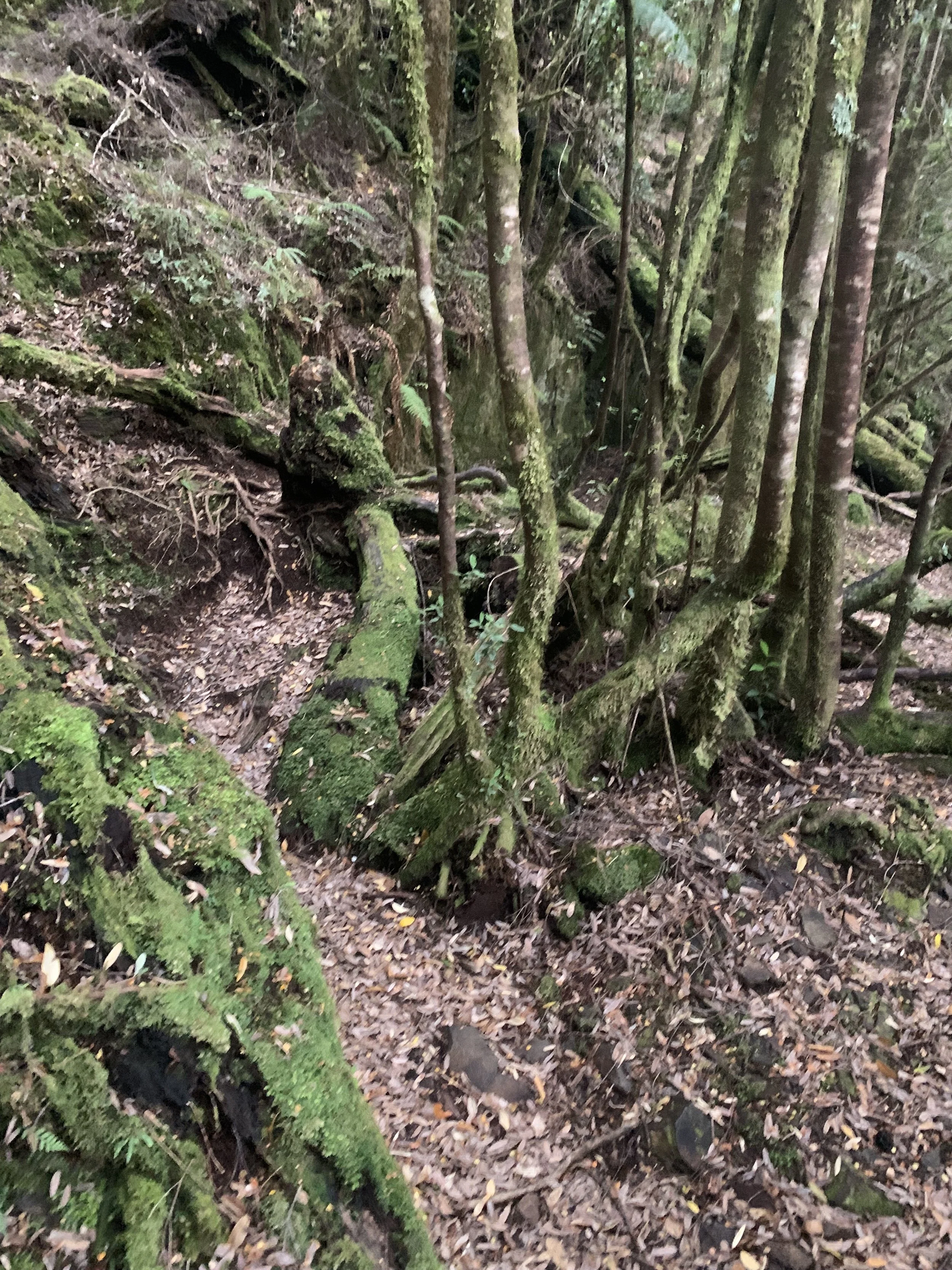 The trail about 30m beyond the falls