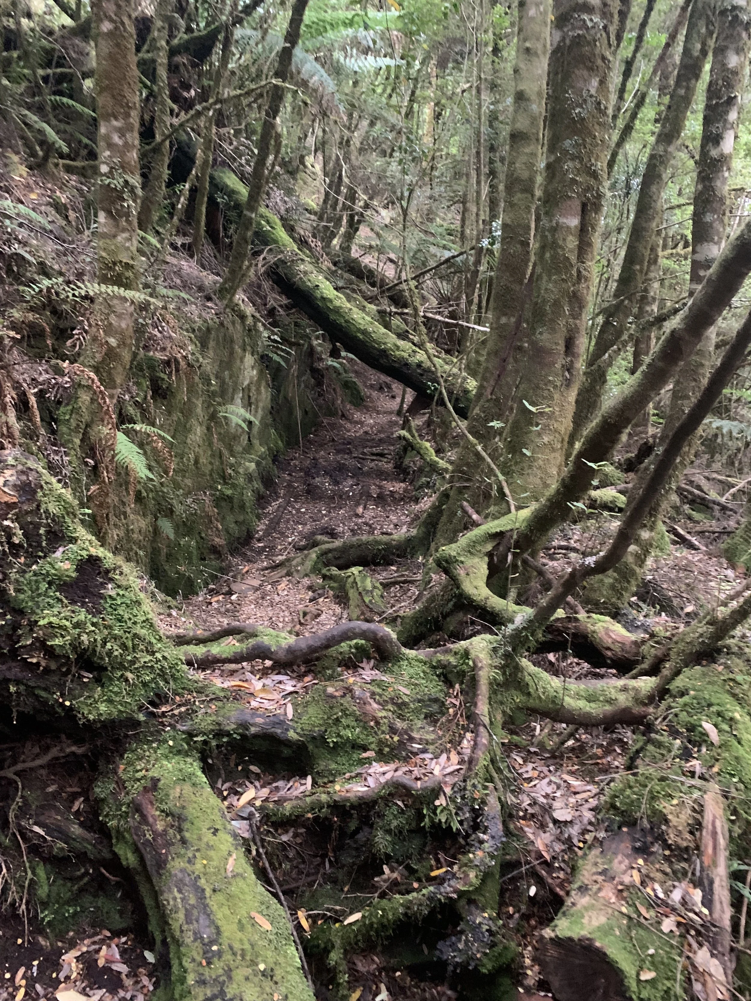 More trail beyond the falls