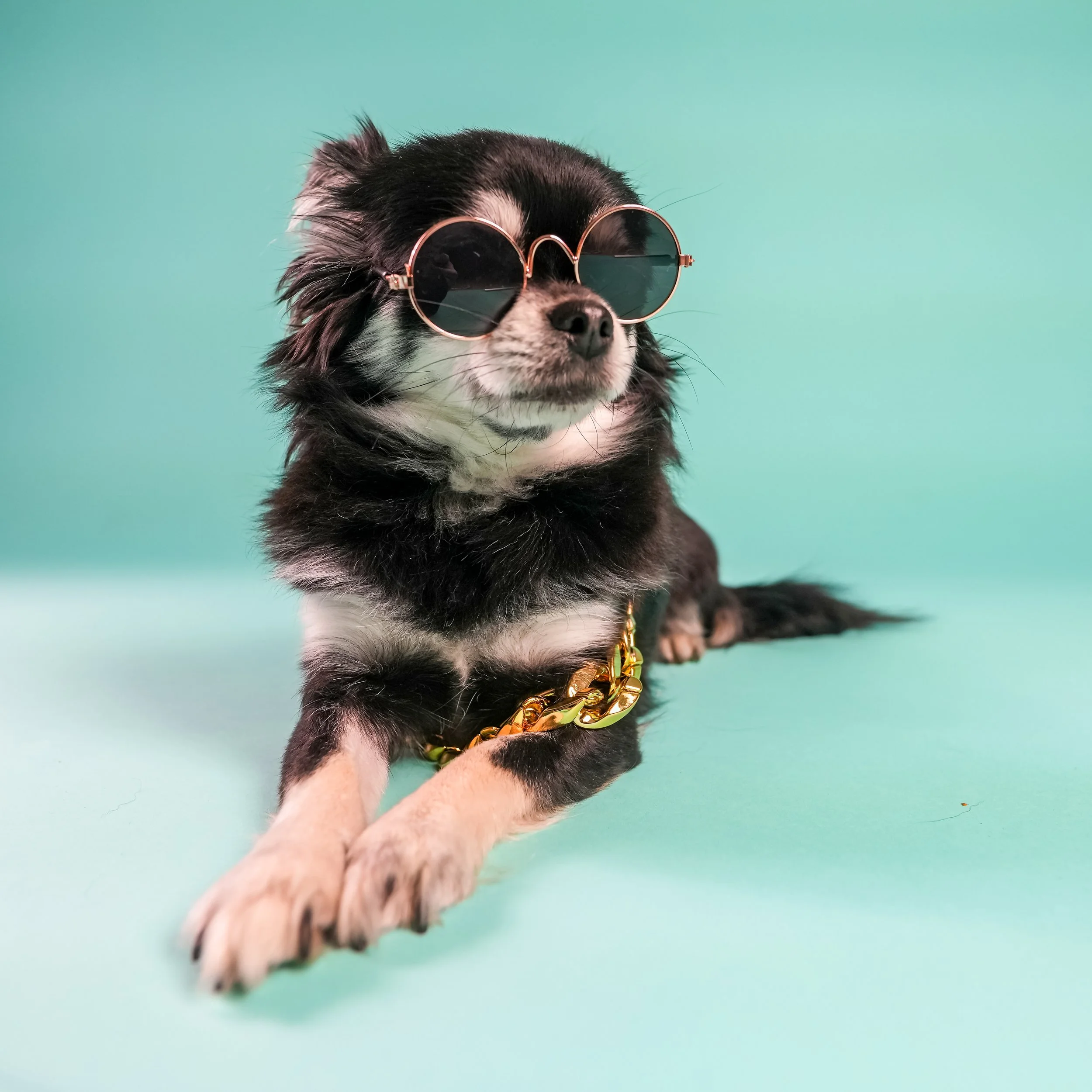 A small black and white dog wearing round sunglasses and a gold chain collar, sitting on a light green background.
