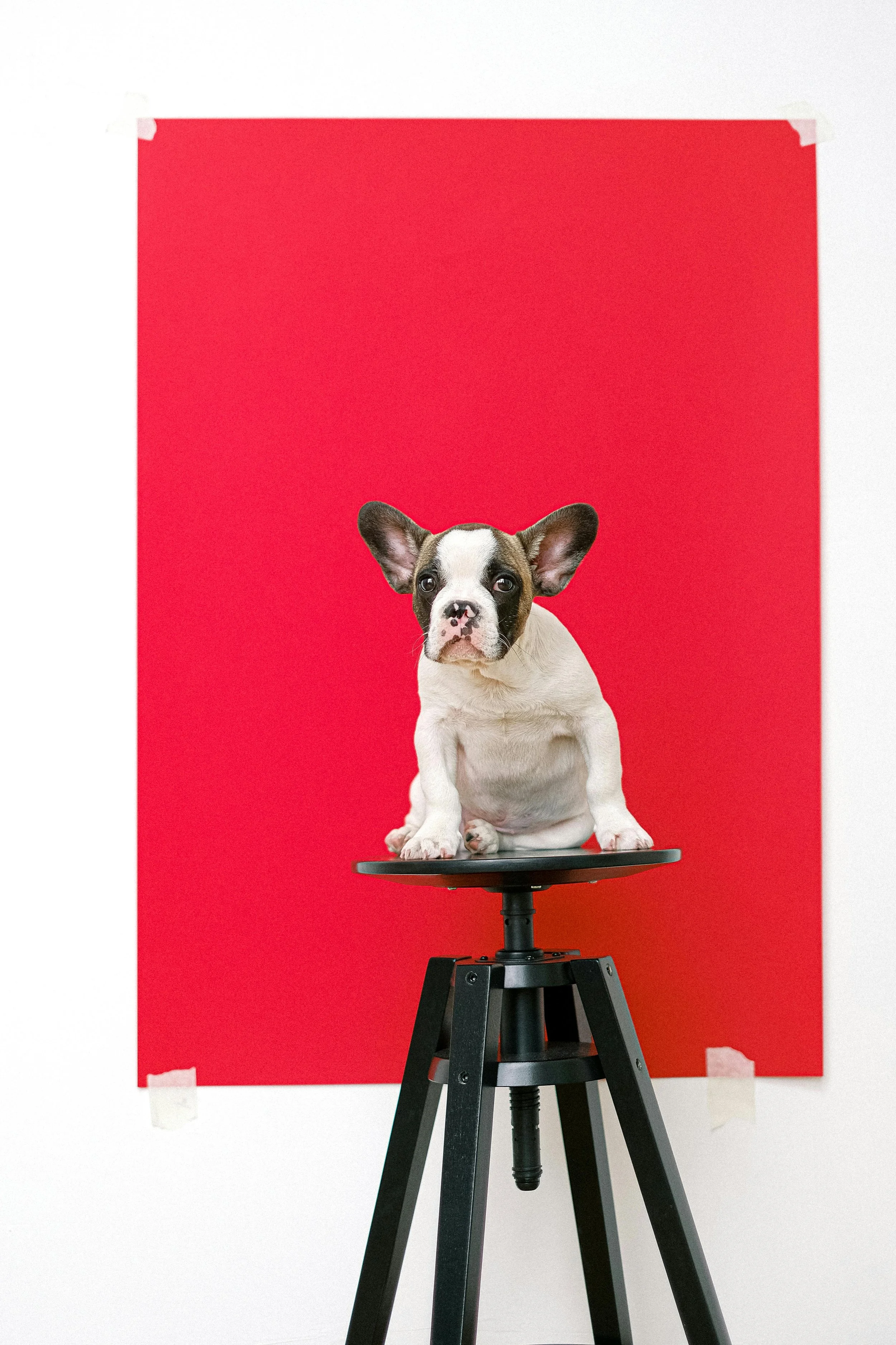 A small puppy sitting on a black stool in front of a red background.