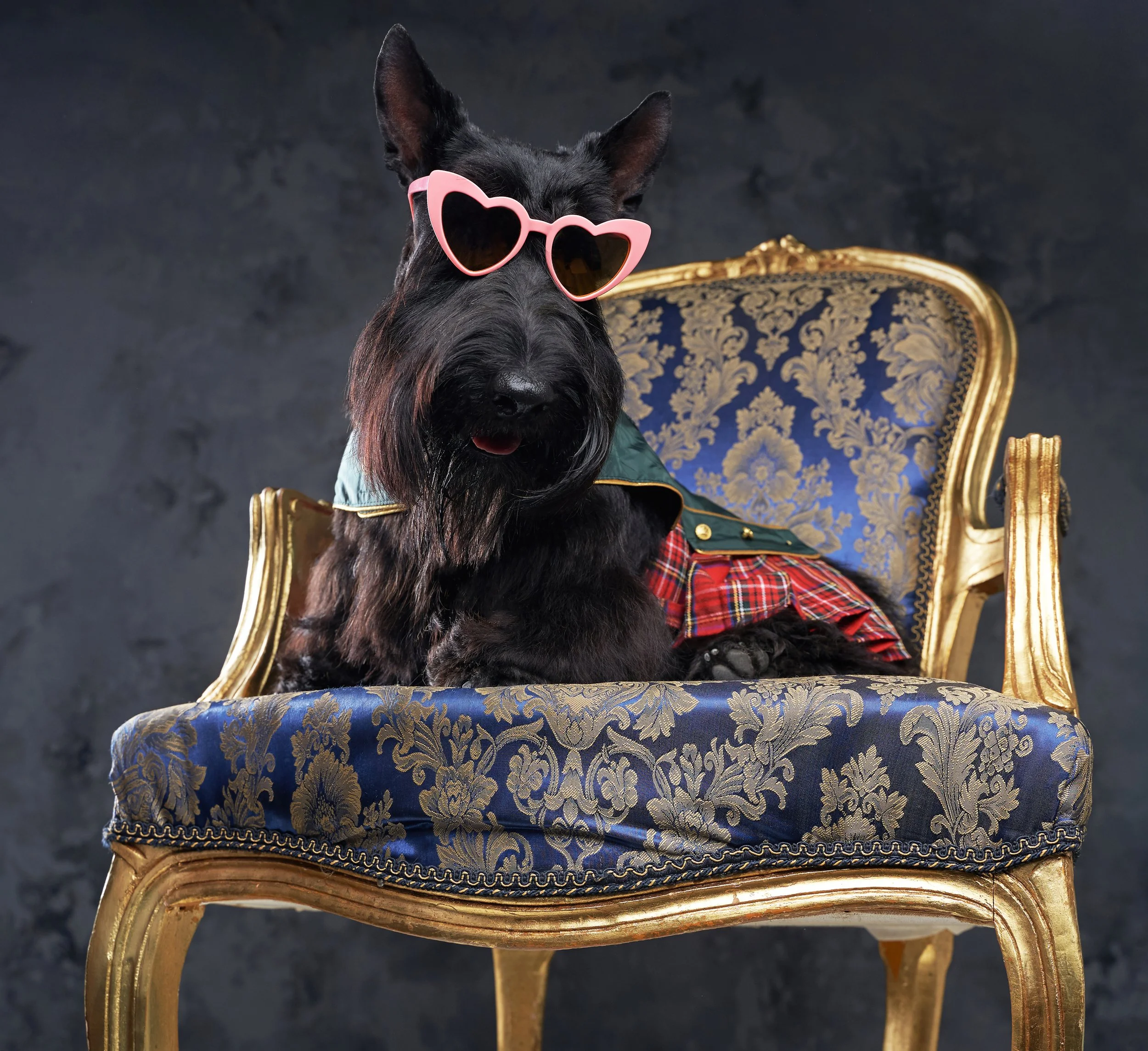 A dog wearing sunglasses, a jacket, and a skirt, sitting on an ornate blue and gold chair.