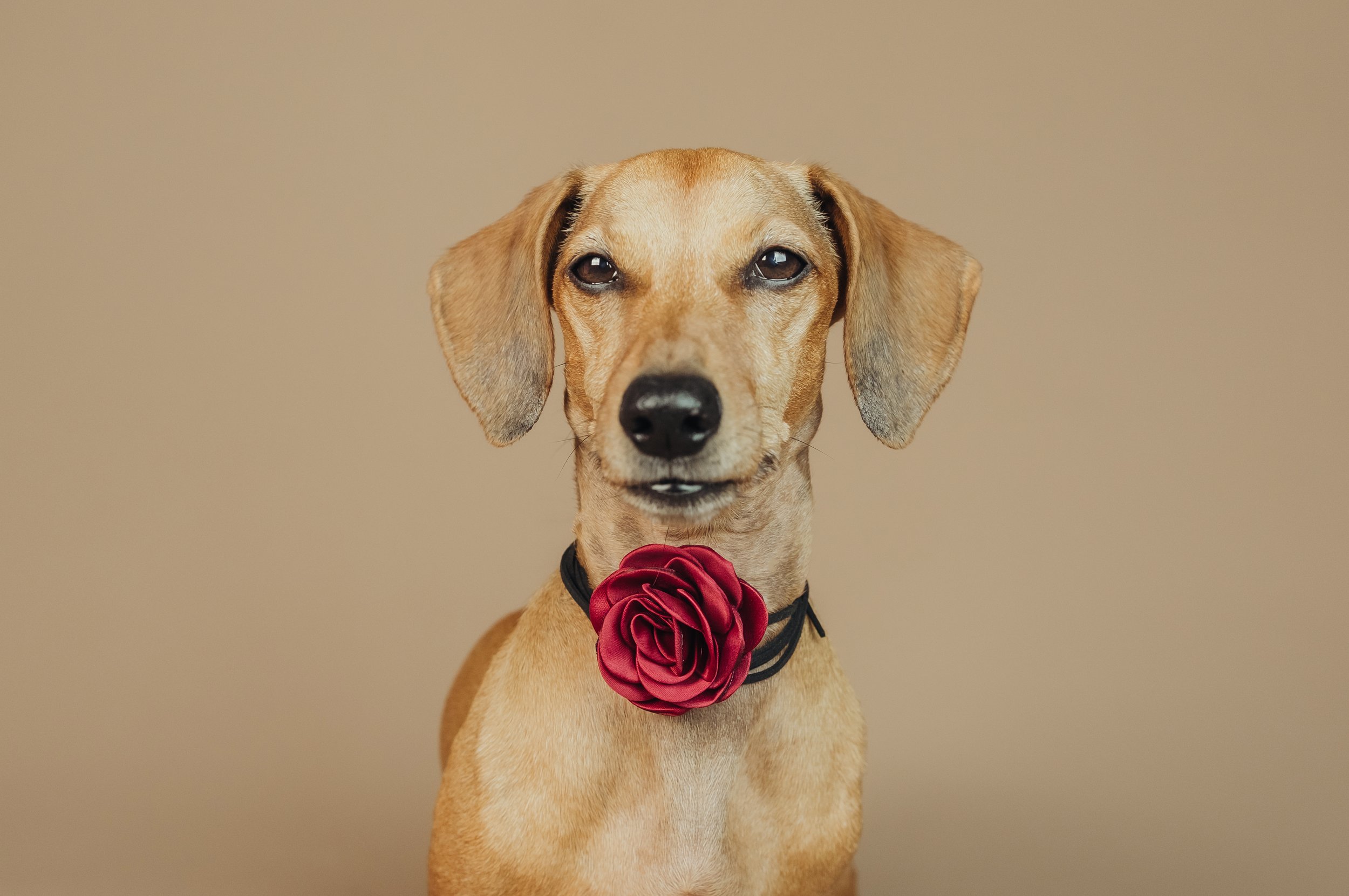 A tan dog with floppy ears wearing a black collar with a large red rose accessory in front of a beige background.