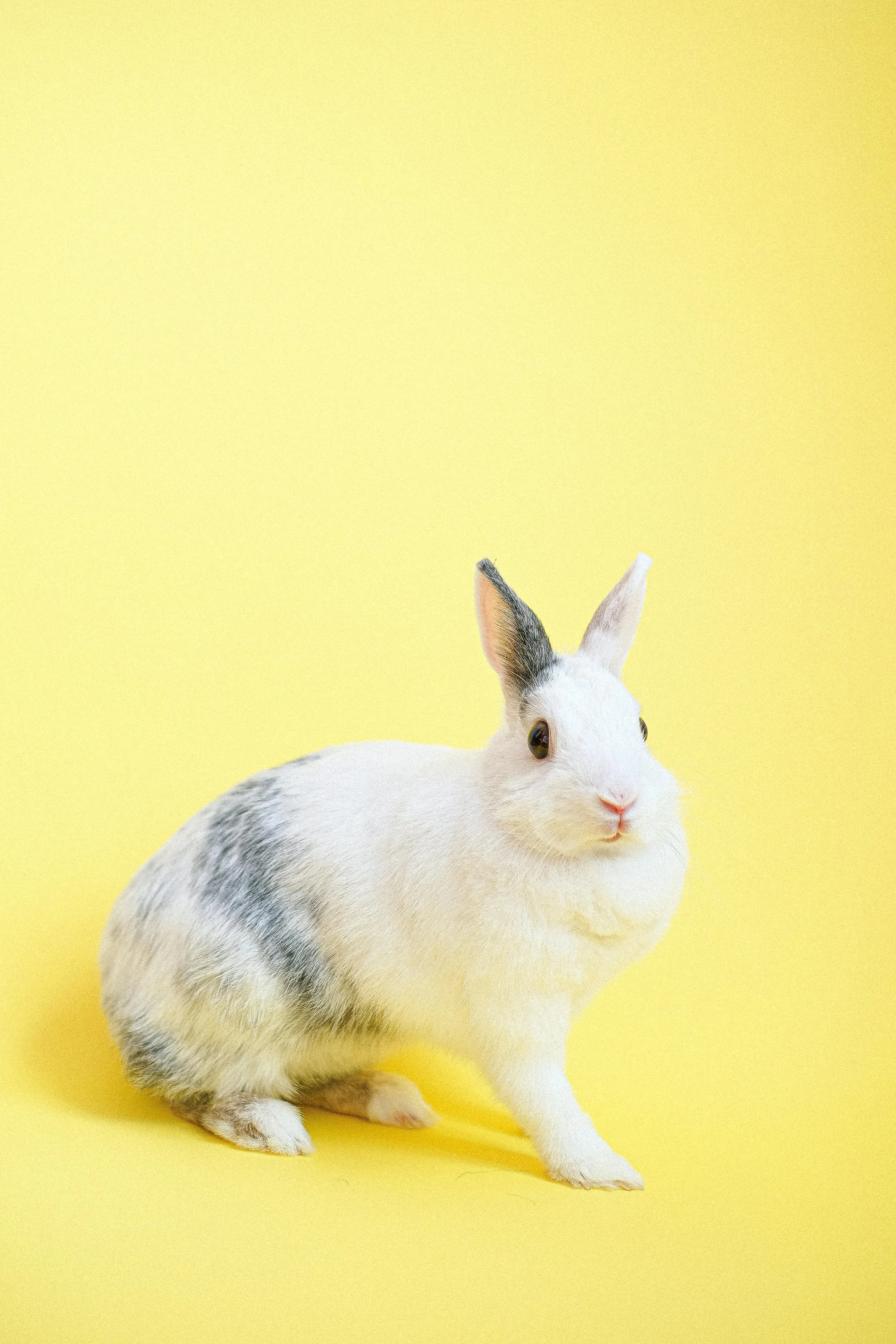 A white rabbit with black and gray markings on a yellow background.