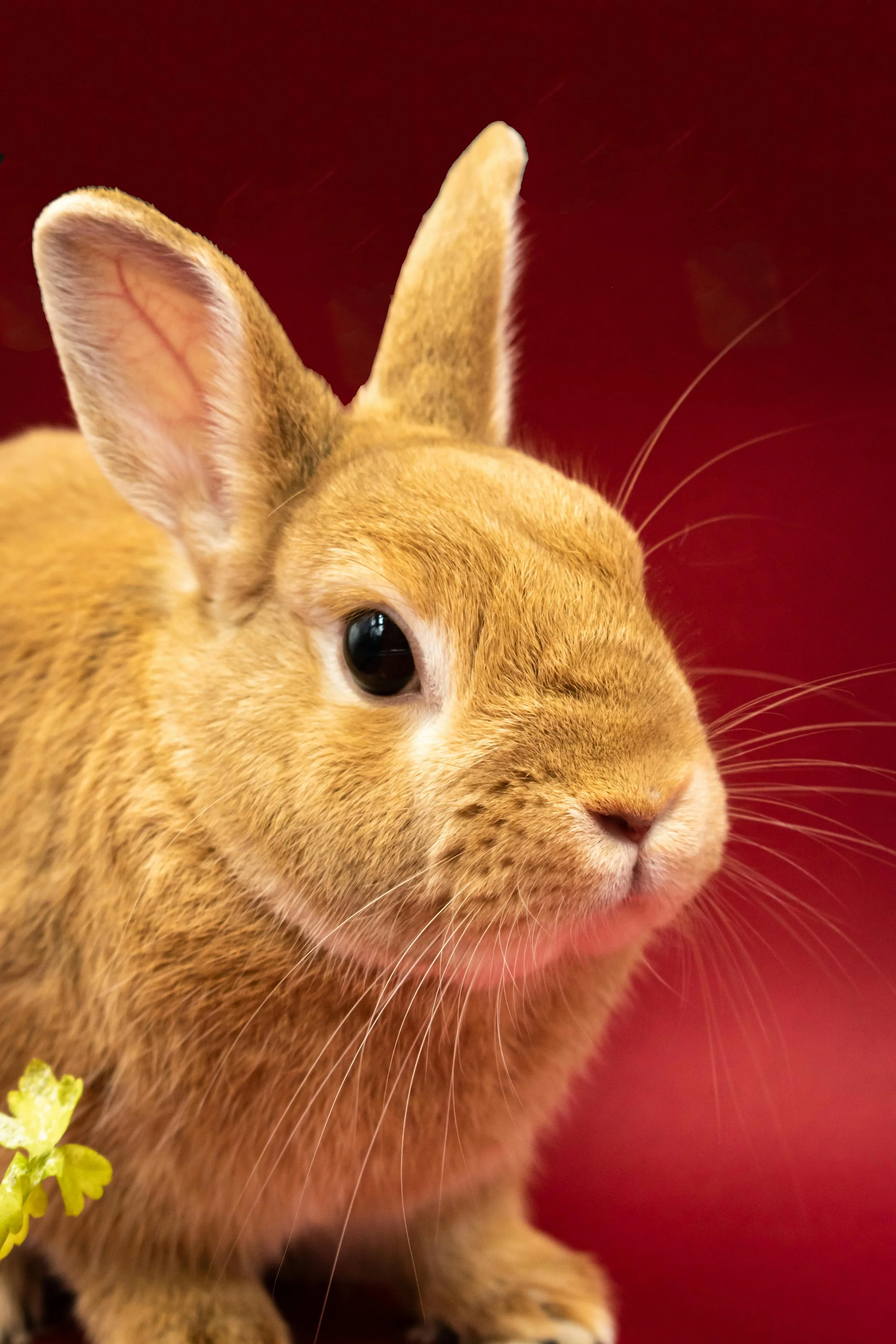 Close-up of a light brown rabbit with one eye winking, set against a dark red background.