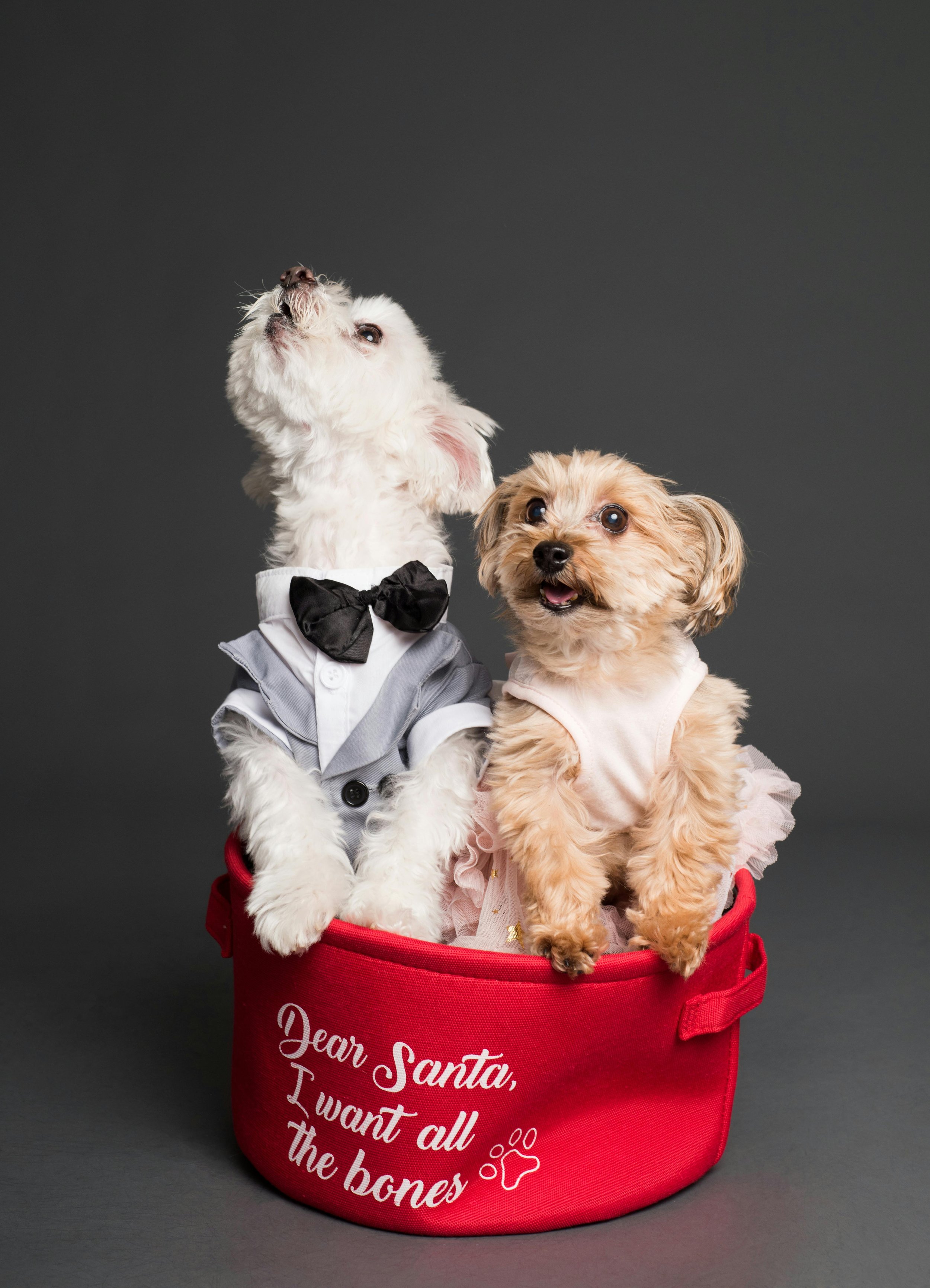 Two small dogs dressed in festive clothes sitting in a red container with Christmas-themed writing.