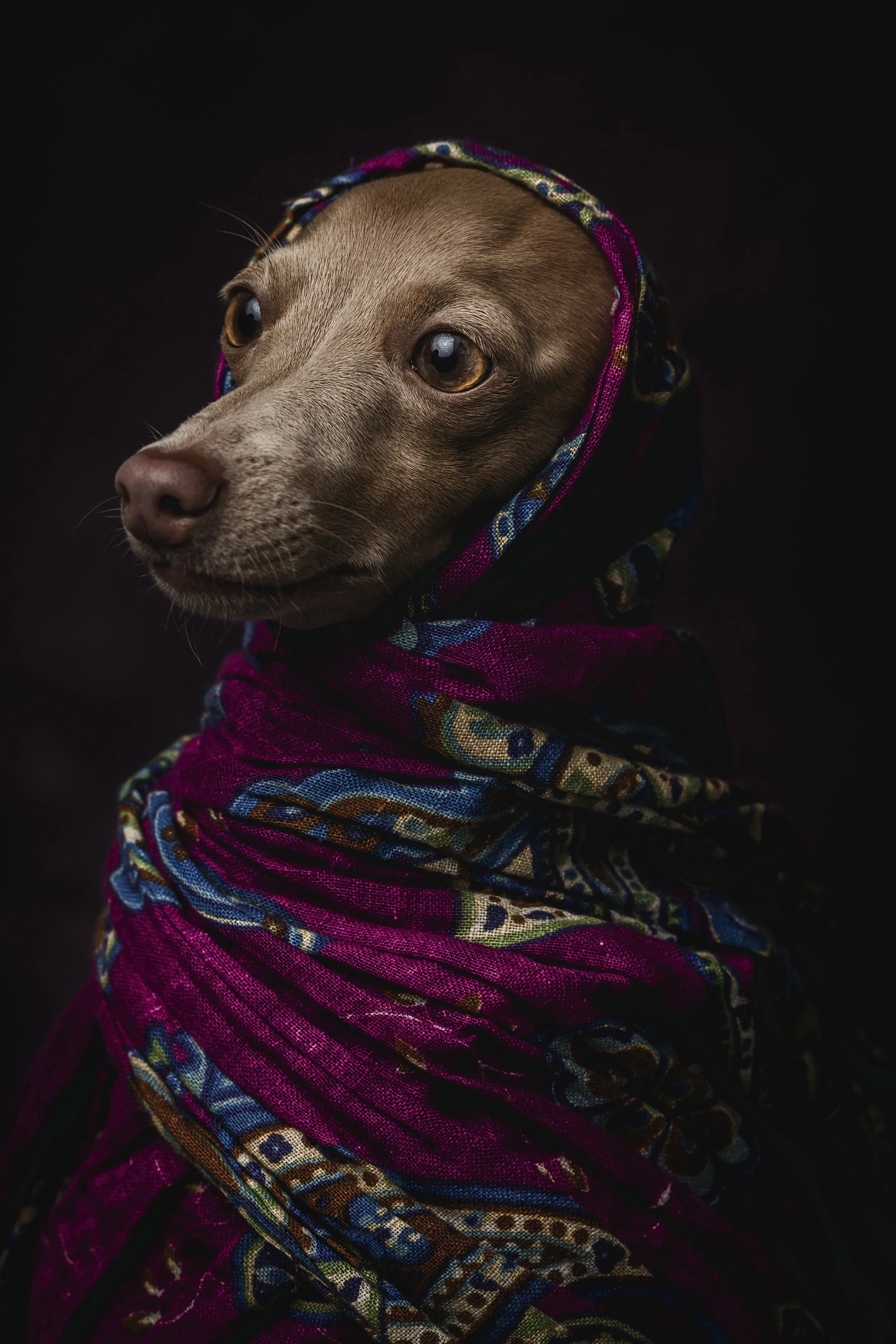 A brown dog wrapped in a colorful, patterned scarf against a black background.
