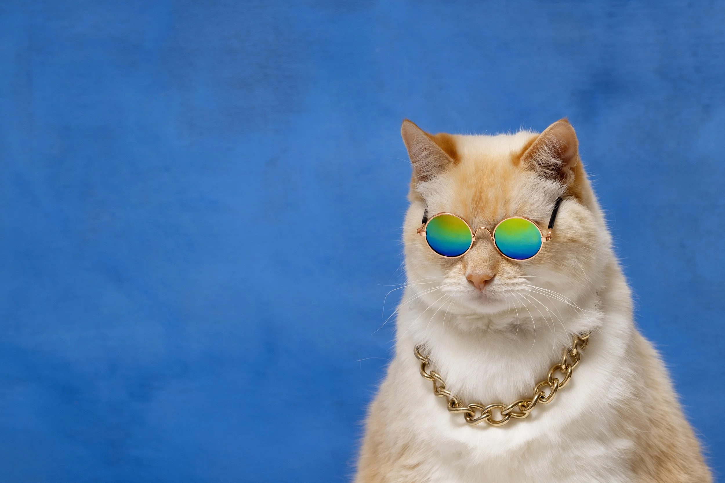 A light-colored cat wearing round rainbow-colored sunglasses and a gold chain necklace against a blue background.