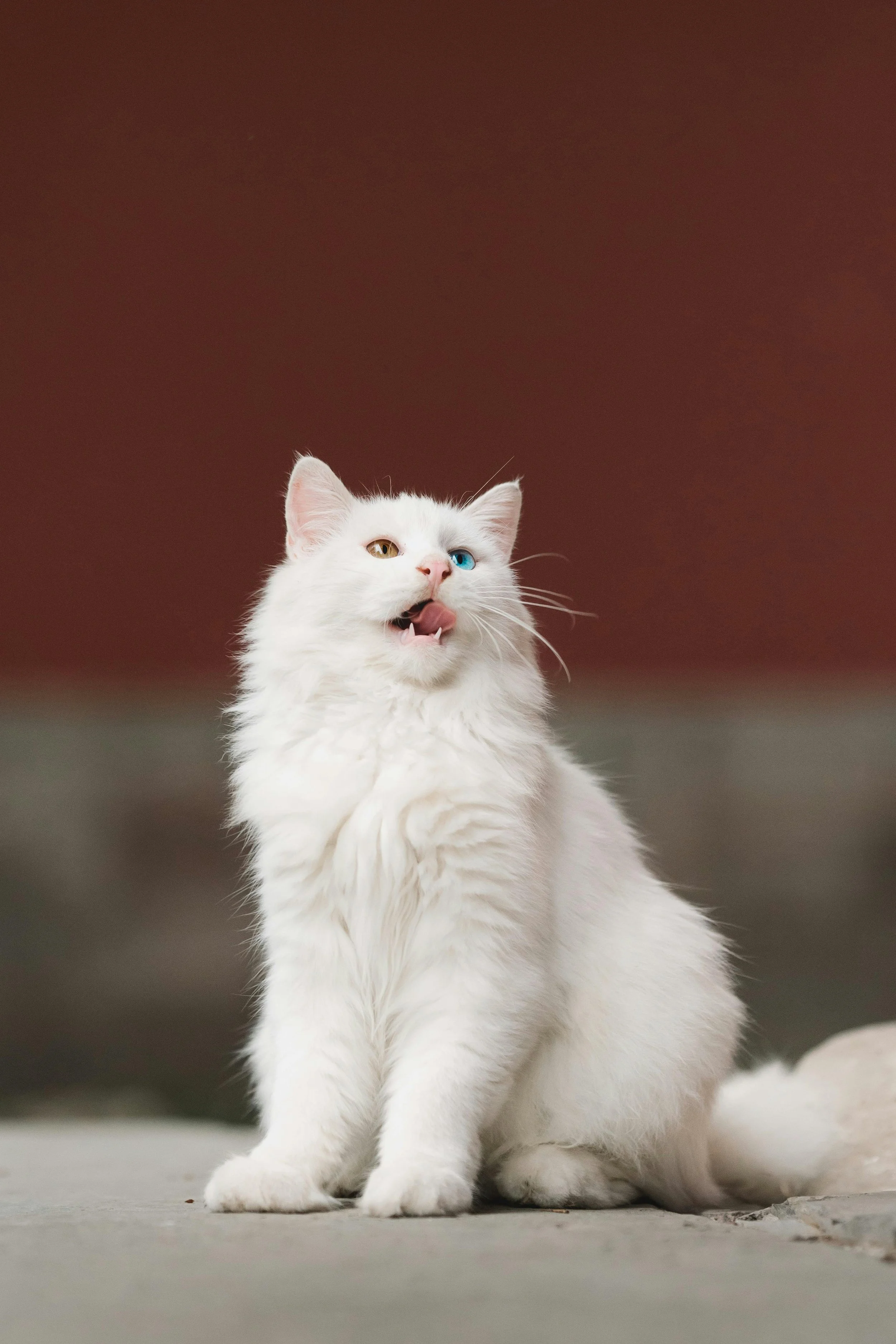 White fluffy cat with heterochromatic eyes (one blue, one yellow), sitting on a gray surface, with its tongue out and looking upward.
