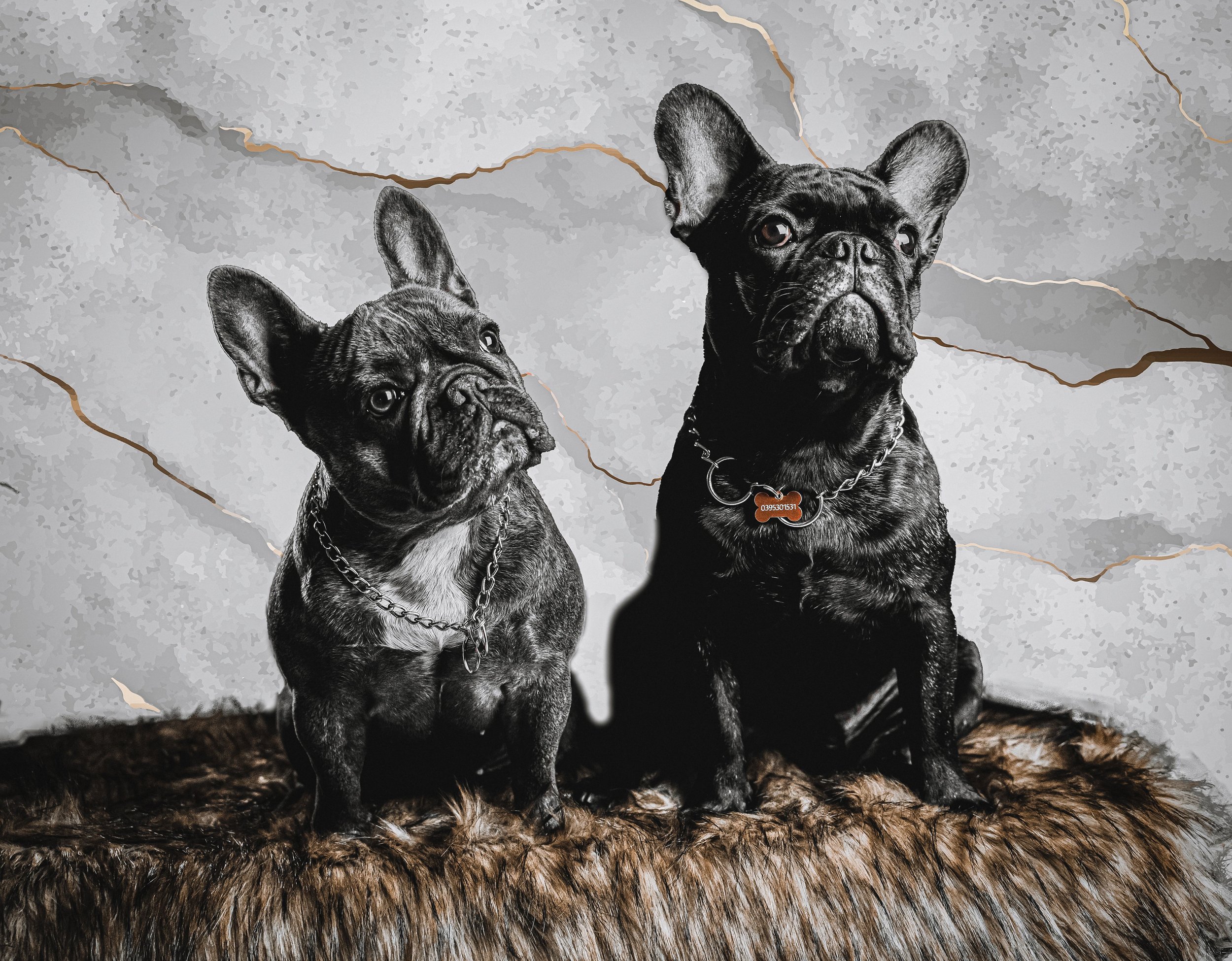 Two French Bulldogs with dark brindle coats sitting on a furry surface against a textured gray background.