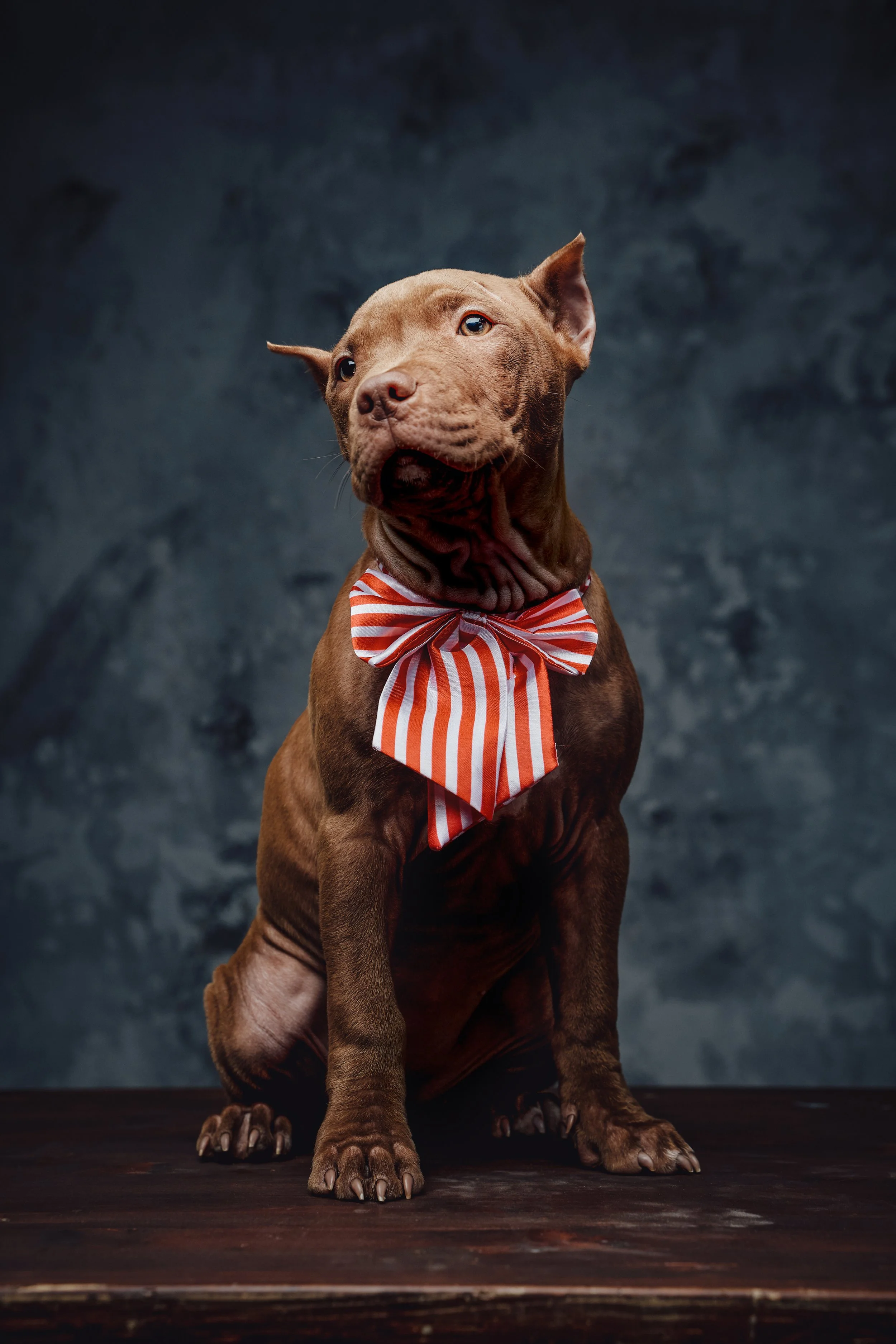 A brown puppy with a red and white striped bow tie sitting on a wooden surface against a dark, textured background.
