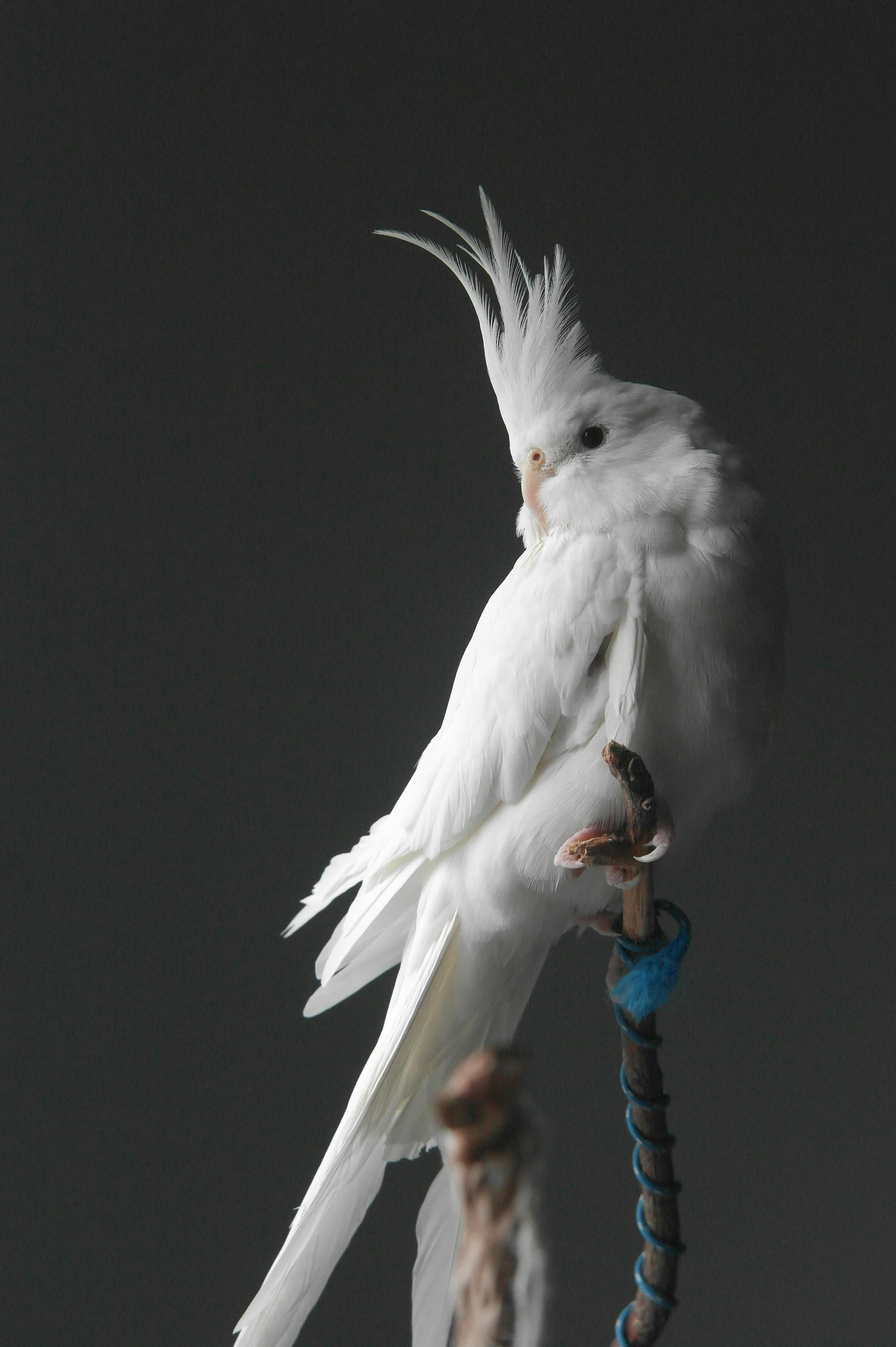 A white cockatoo with a prominent crest perched on a branch against a dark background.