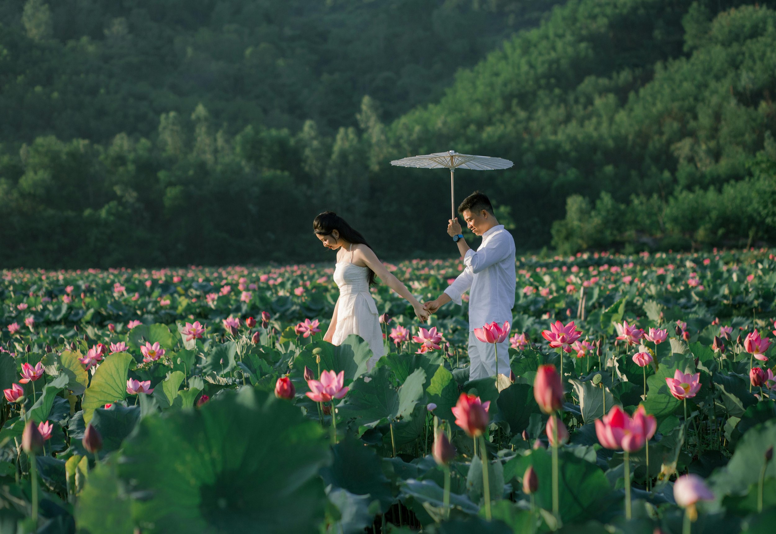 A young man is holding a woman’s hand, walking through a lotus flower field, with the woman looking down at the flowers. The man is holding a parasol above his head. They are in a green, hilly landscape with abundant pink lotus flowers and large leav