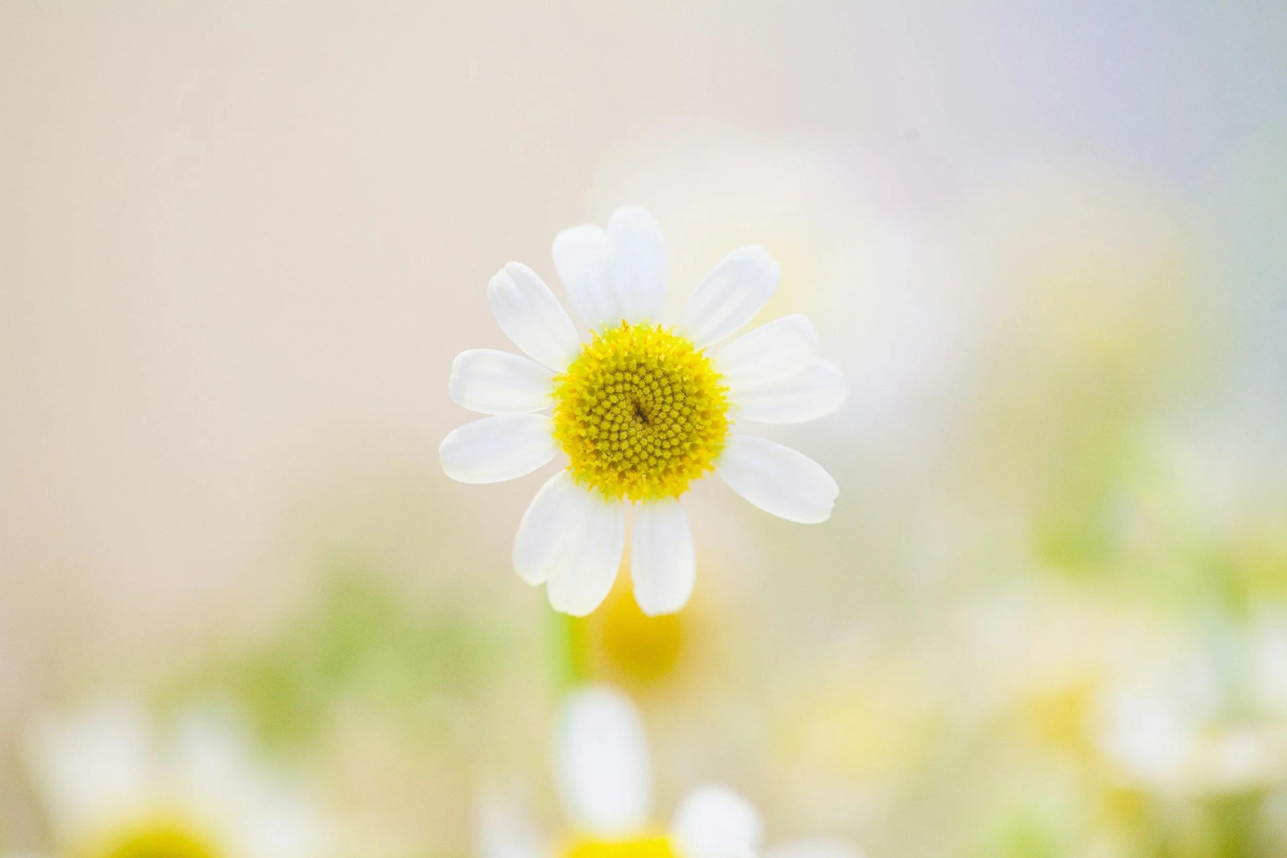 🌿 An Introvert’s Guide to More Joy