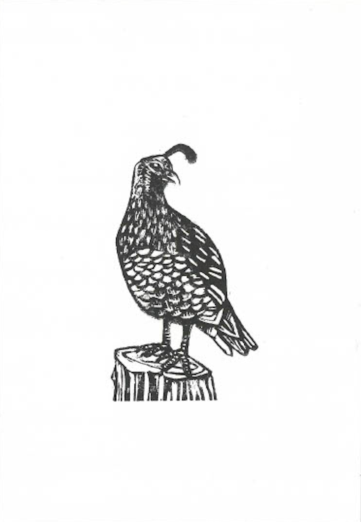 Handmade Print - California Quail
