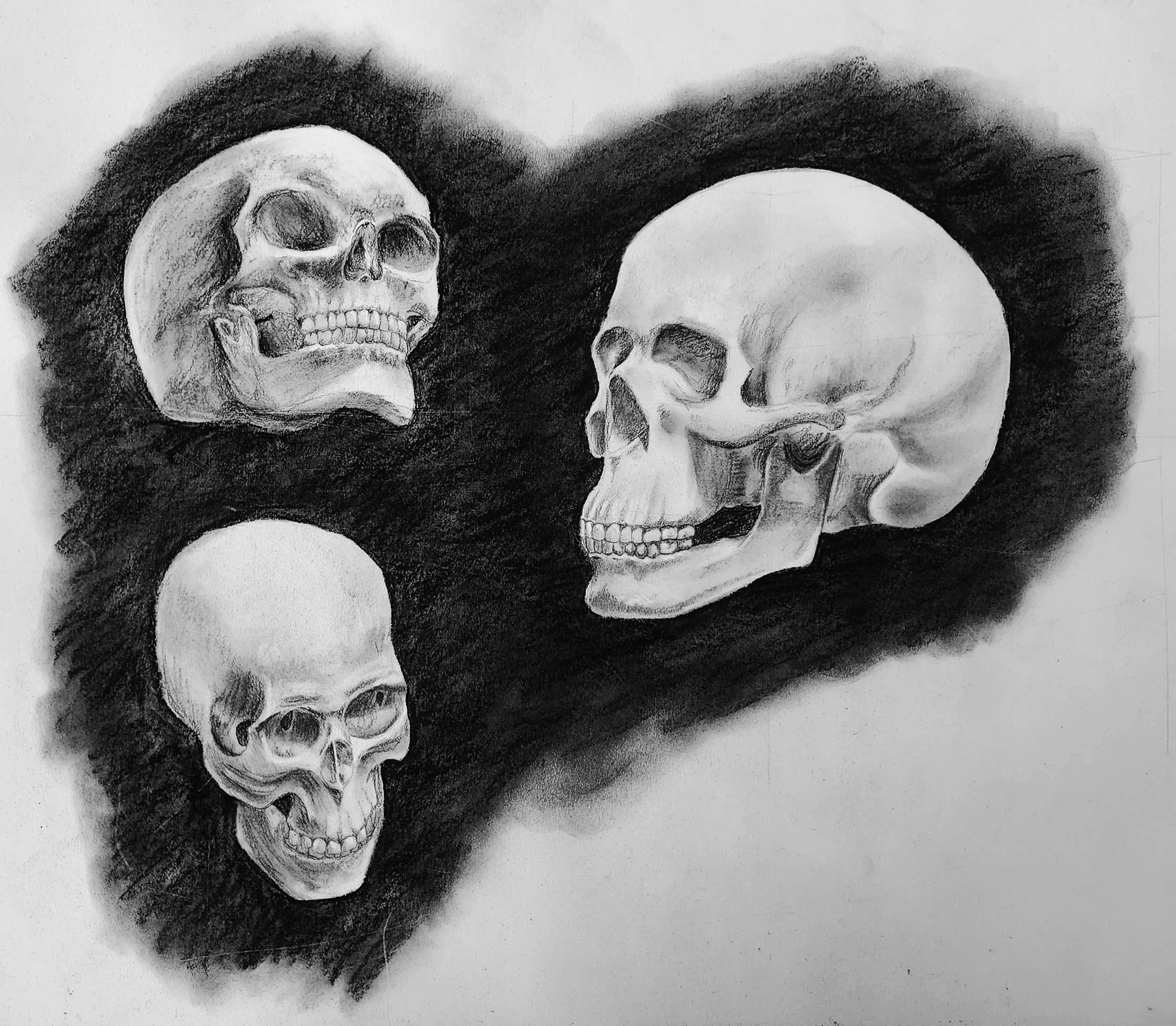 Charcoal drawing of three human skulls from different angles