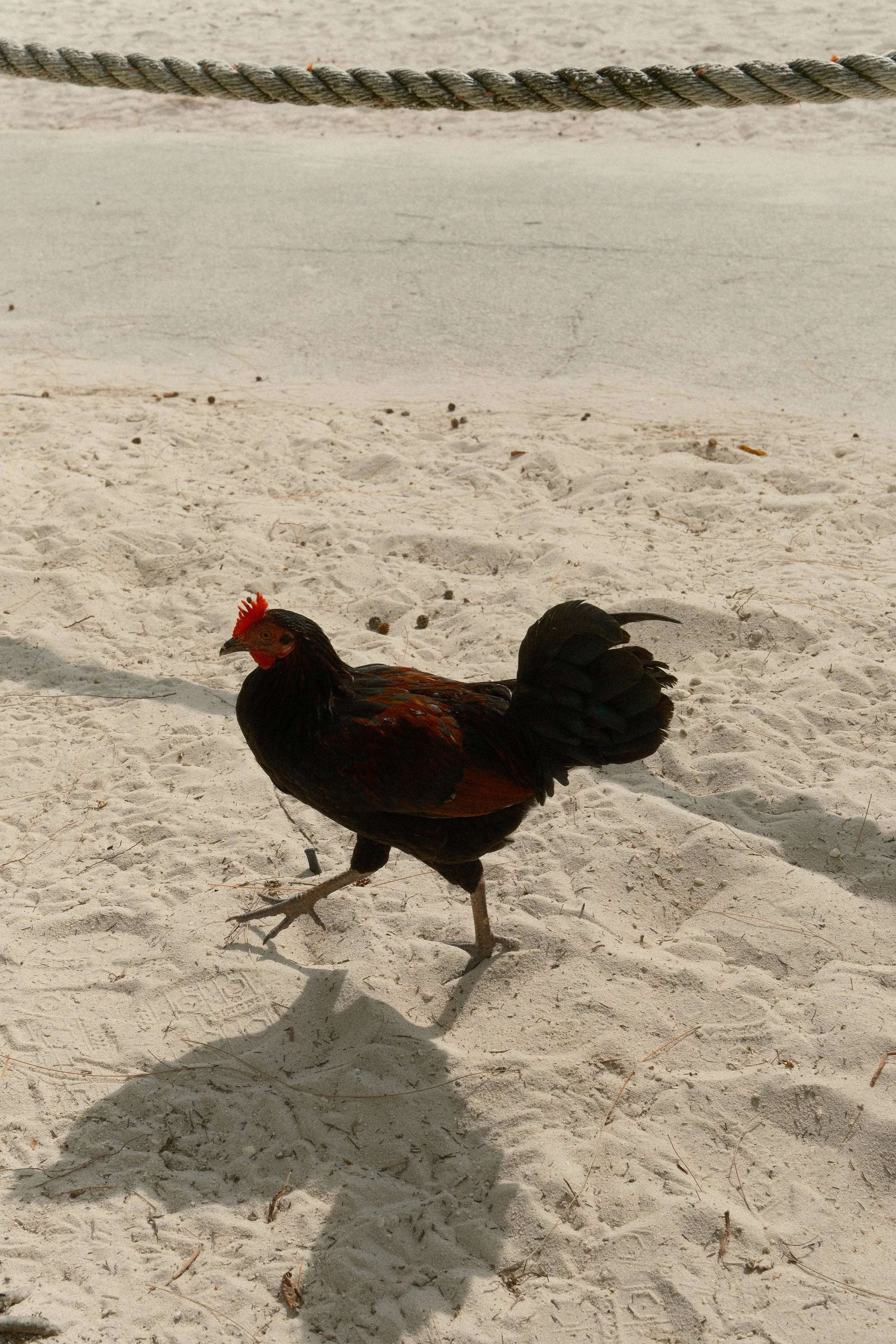 DSCF6725.jpg