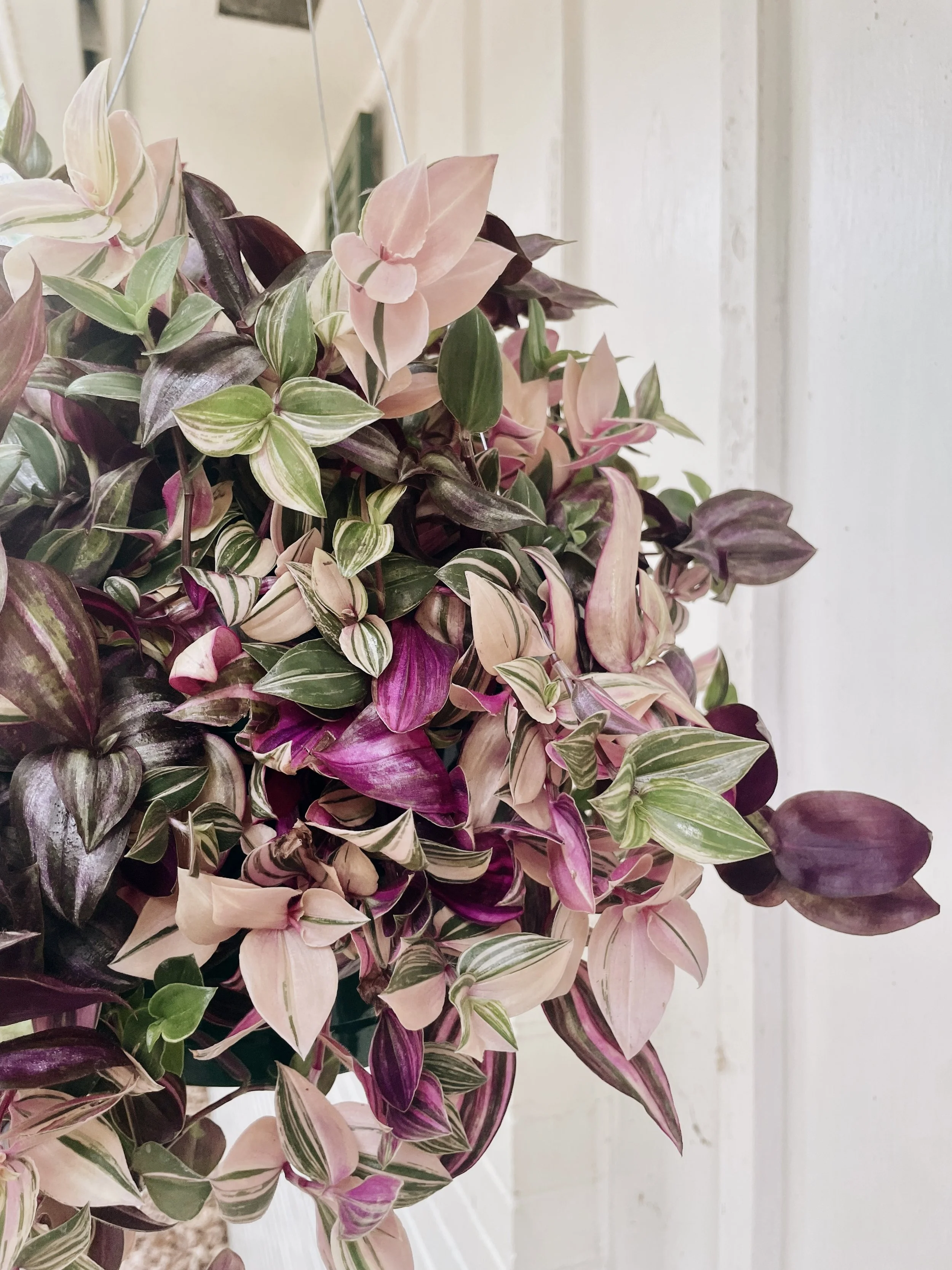 Hanging basket of variegated pink, purple, green, and cream-colored leaves, likely a Wandering Jew plant, against a white wall surface.