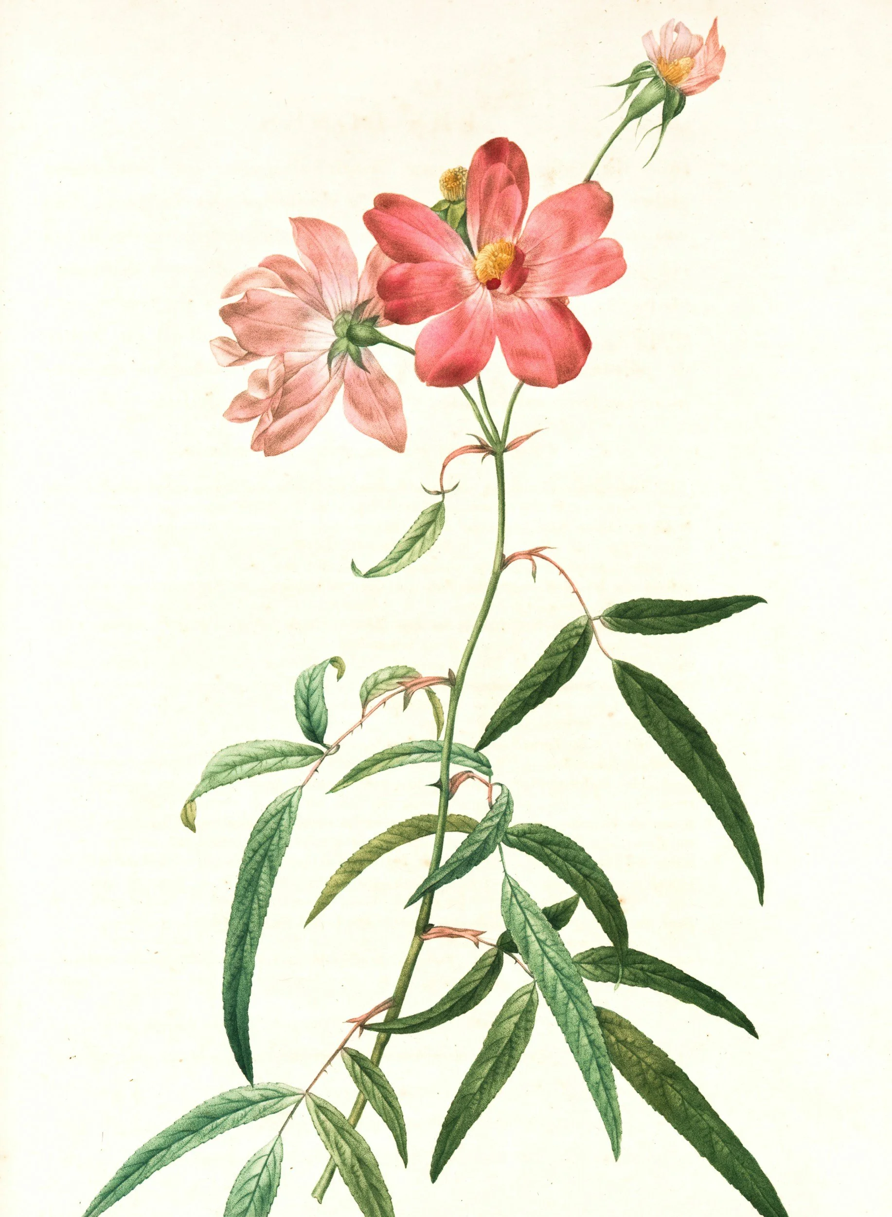 A botanical illustration of pink and peach flowers with green leaves on a pale background.