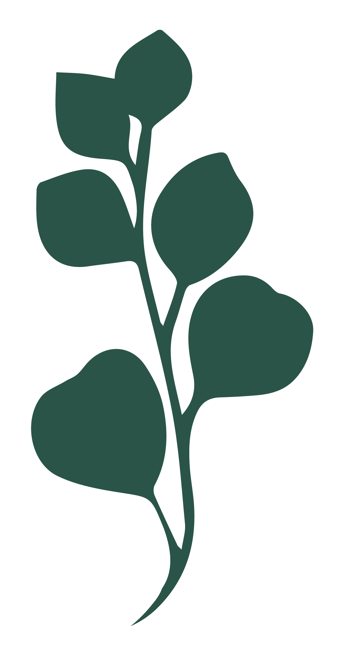 Silhouette of a dark green eucalyptus branch with multiple leaves on a black background.
