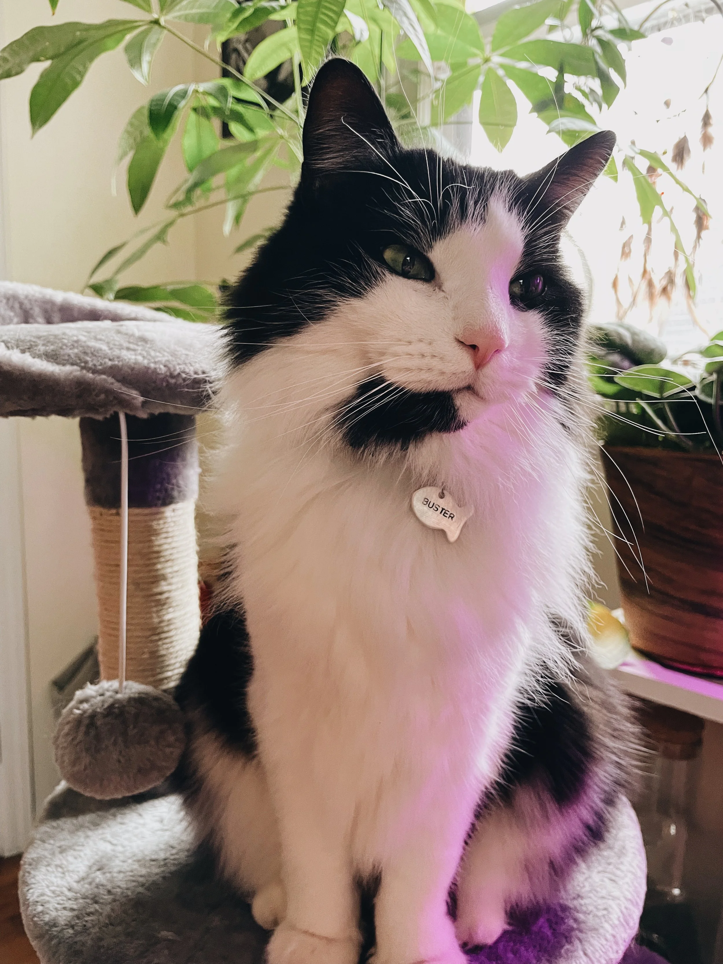 A black and white cat sitting on a cat tree with a collar that says 'BUSTER', in front of green leafy plants.