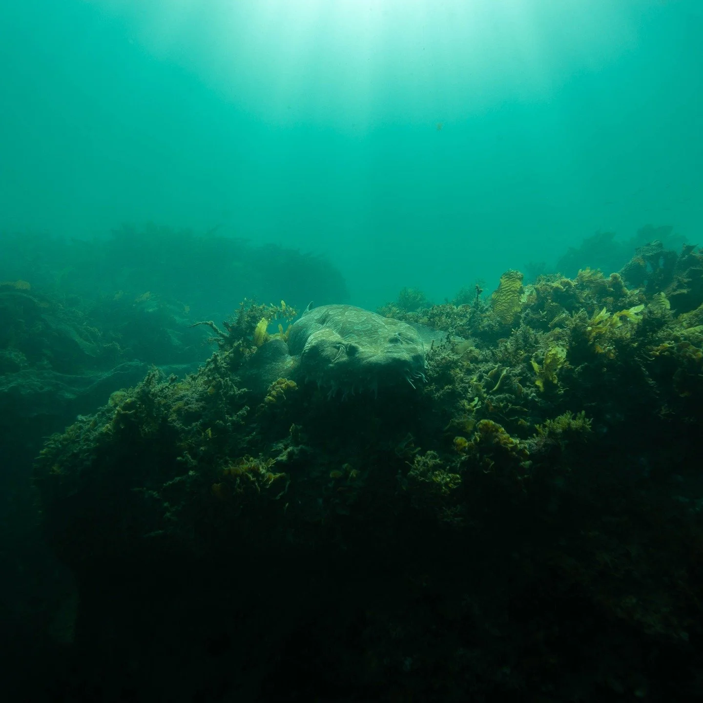 Excellent viz. Worth it. See the huge flathead? - fish and chips.

#underwaterphotography #underwaterportrait #underwaterportraiture #underwatershoot #oceanportrait #oceanphotography #underwaterart #waterphotography #aquaticart #underwatermodel 

#oc