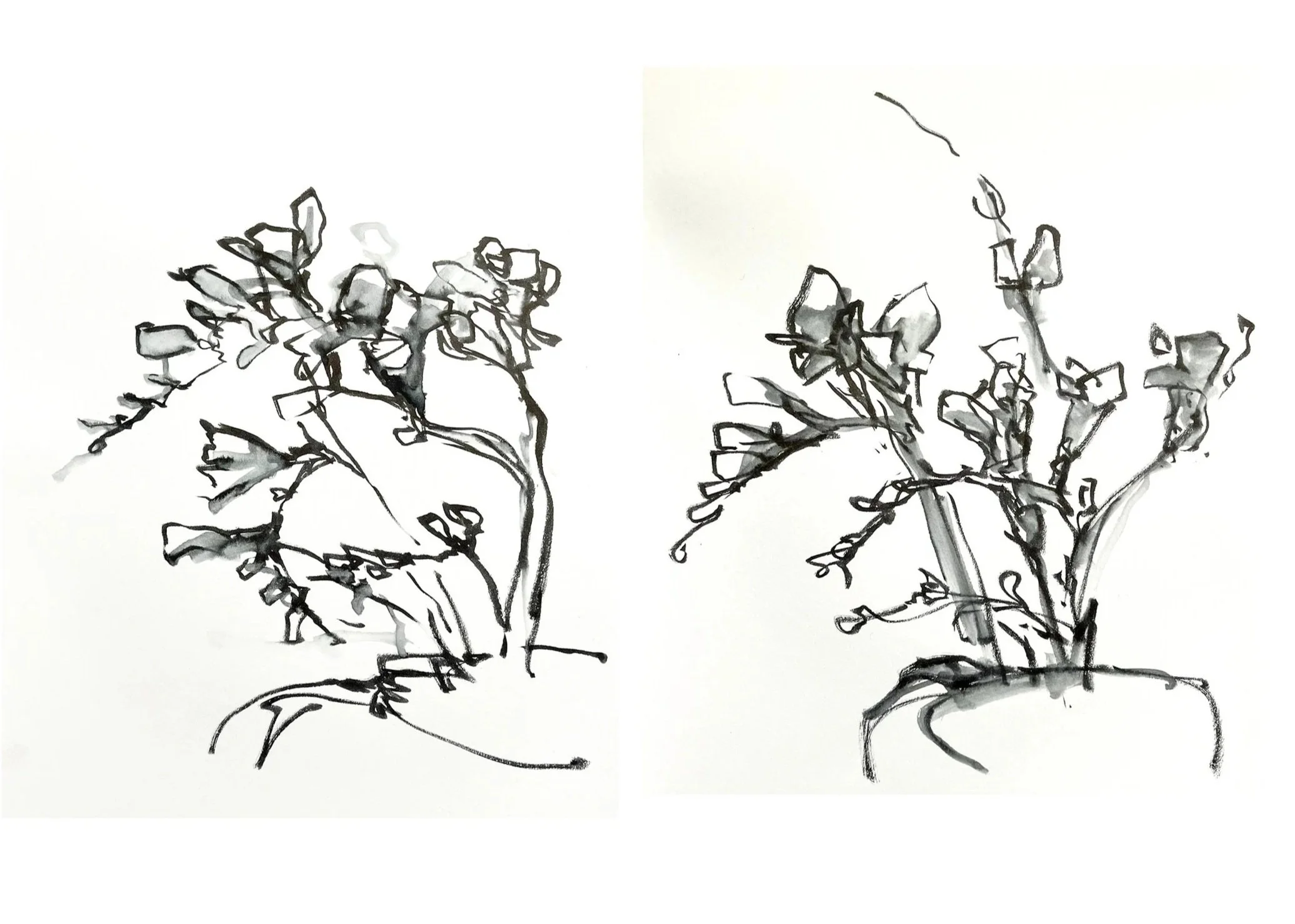 Ink sketch of two potted plants with thin, branching stems and small leaves.