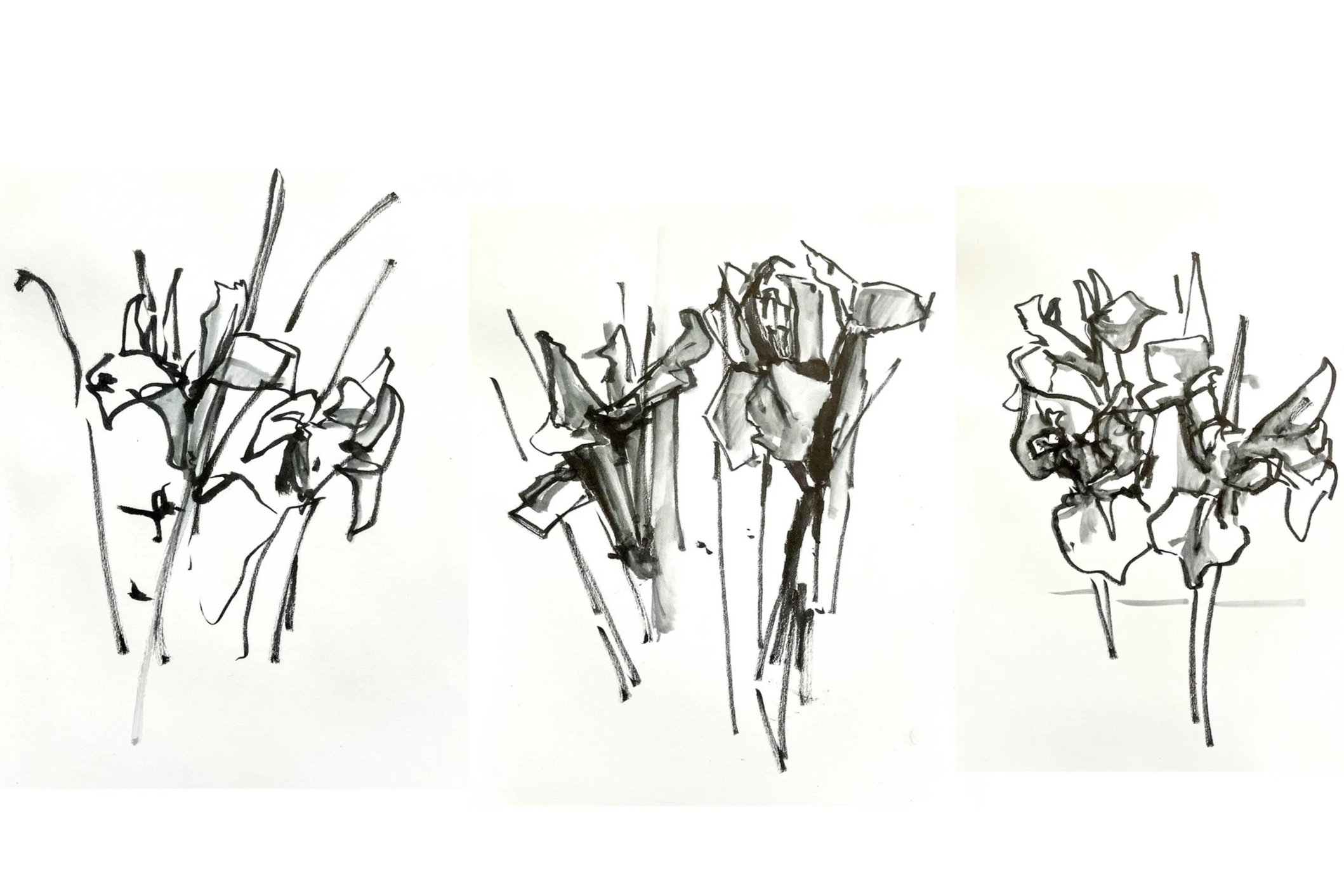 Irises Sketches, ink on paper