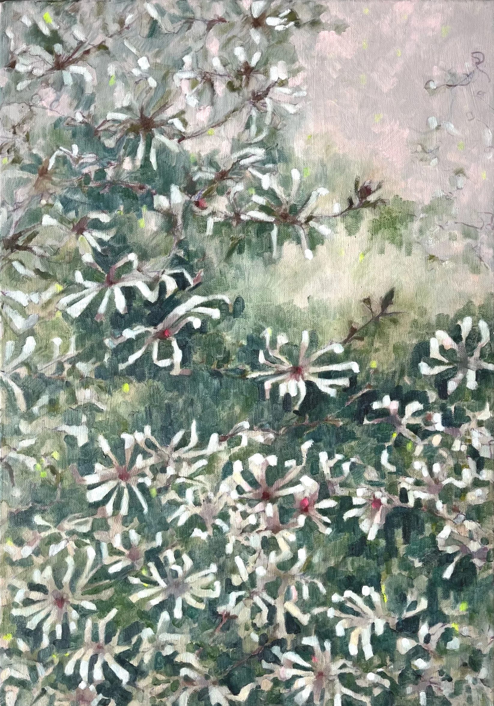 Star Magnolia, 2026, Oil on Canvas, 61x46cm, £785 ( framed)