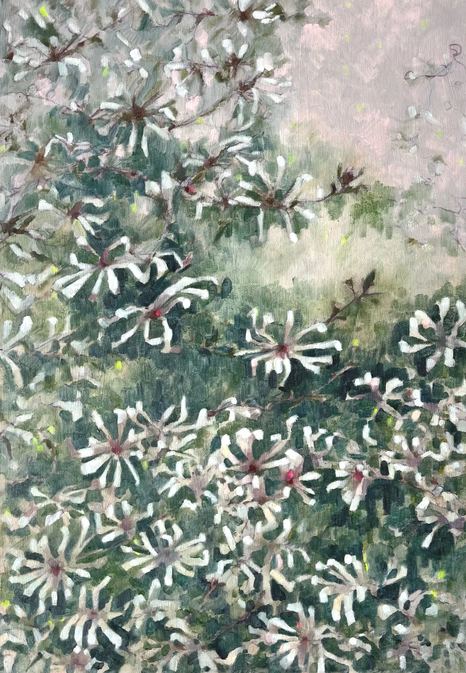 Star Magnolia, 2026, Oil on canvas, 61x46cm