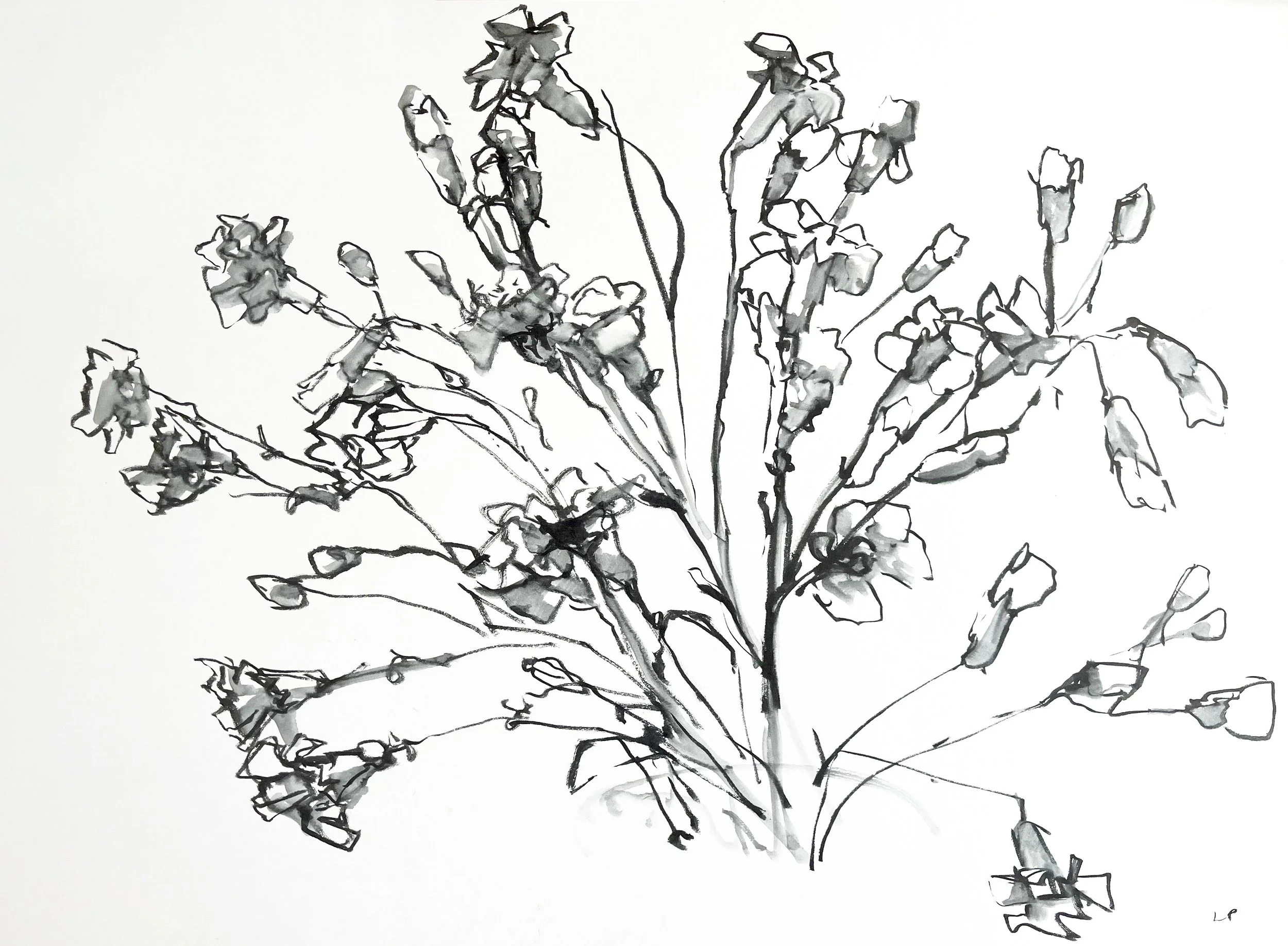 Black and white ink drawing of a wildflower plant with multiple stems, leaves, and buds on a white background.